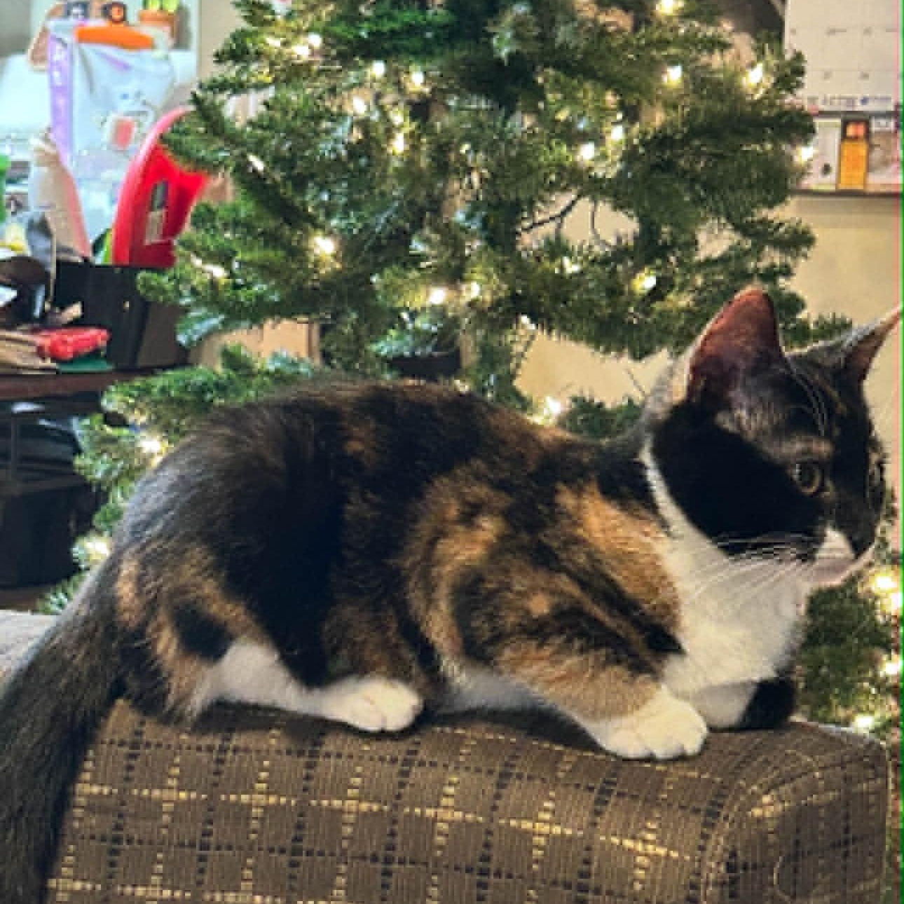 Enlarge Cinnamon, a Adoptable American Shorthair in Danbury, CT image 2/4