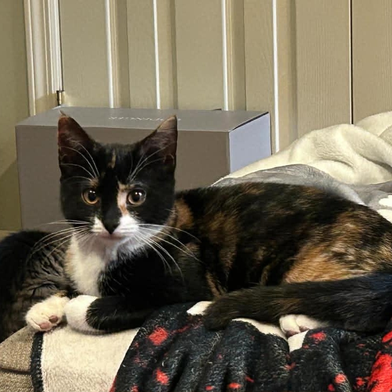 Enlarge Cinnamon, a Adoptable American Shorthair in Danbury, CT image 3/4