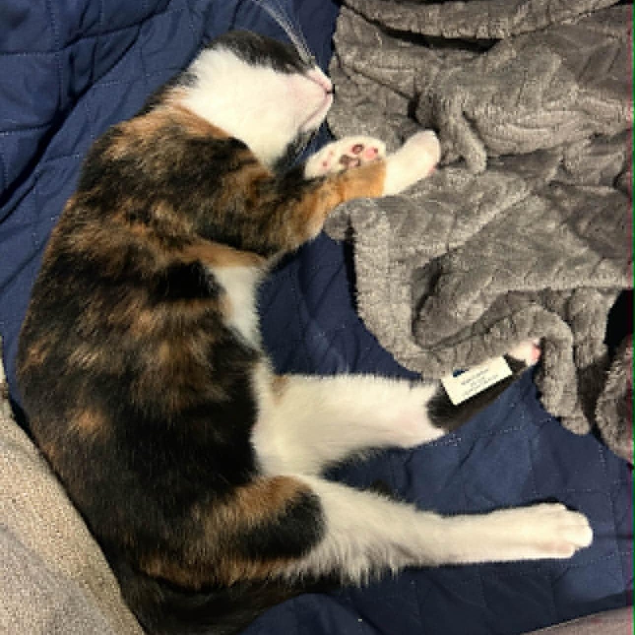 Enlarge Cinnamon, a Adoptable American Shorthair in Danbury, CT image 4/4