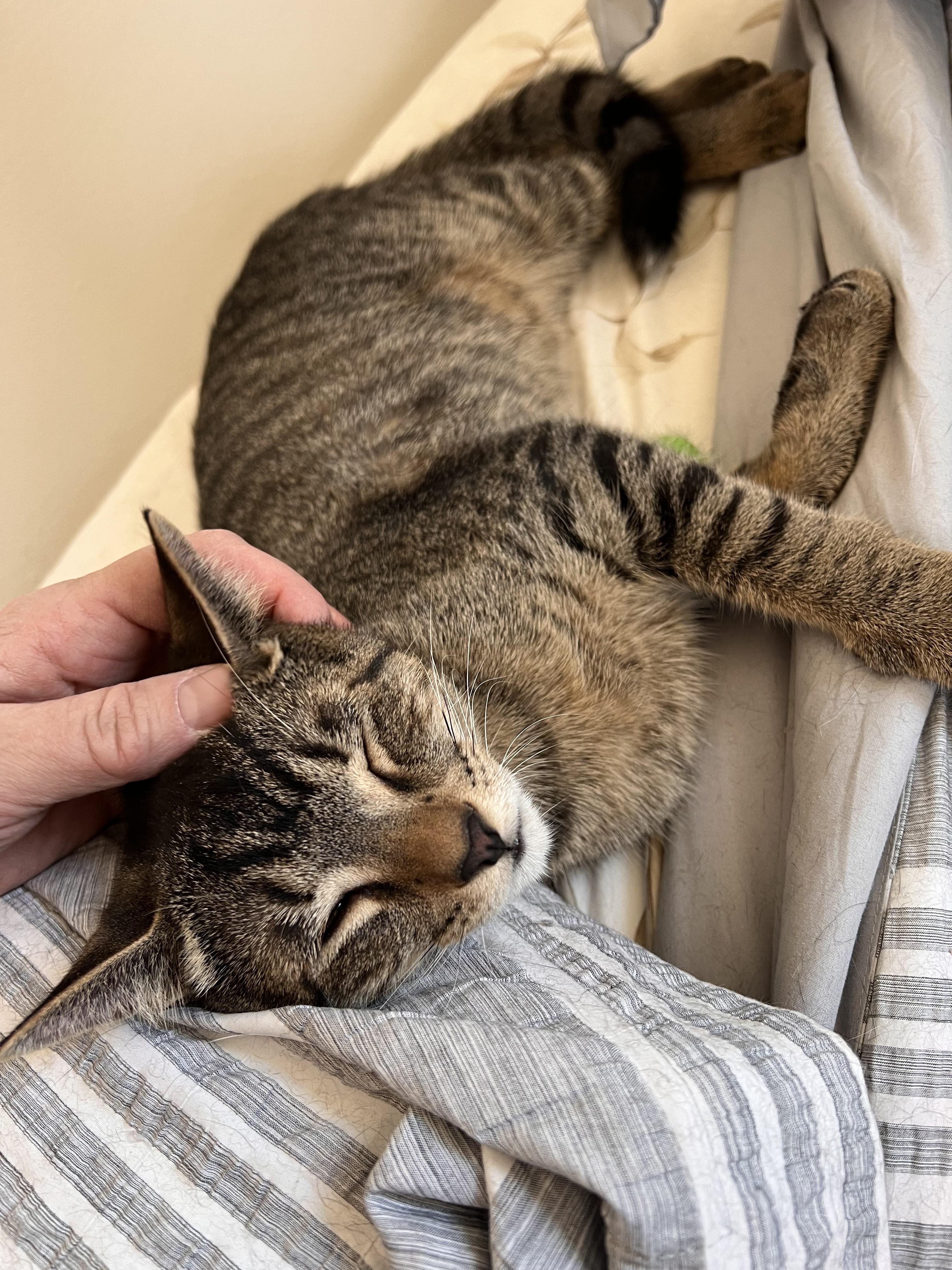 Banyon & Jeff (Boy Kittens), a Adoptable American Shorthair in New York, NY image 1/6