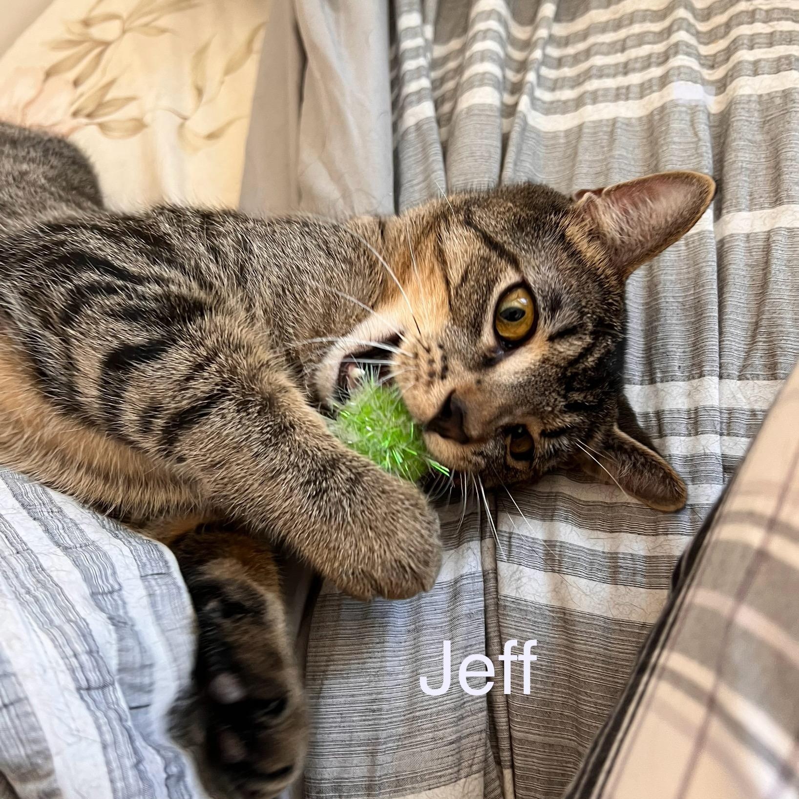 Banyon & Jeff (Boy Kittens), a Adoptable American Shorthair in New York, NY image 2/6