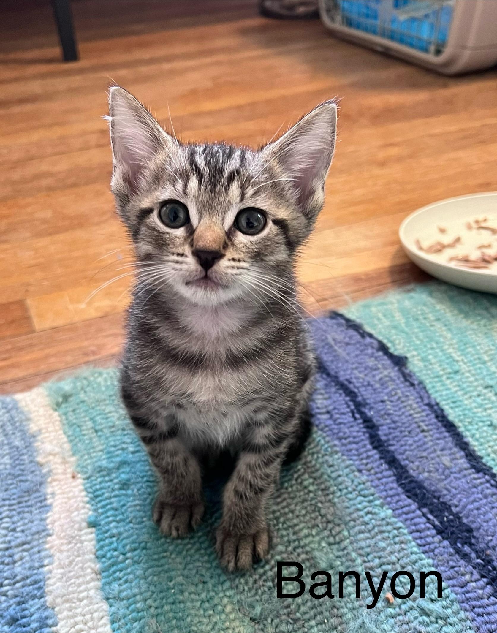 Banyon & Jeff (Boy Kittens), a Adoptable American Shorthair in New York, NY image 3/6