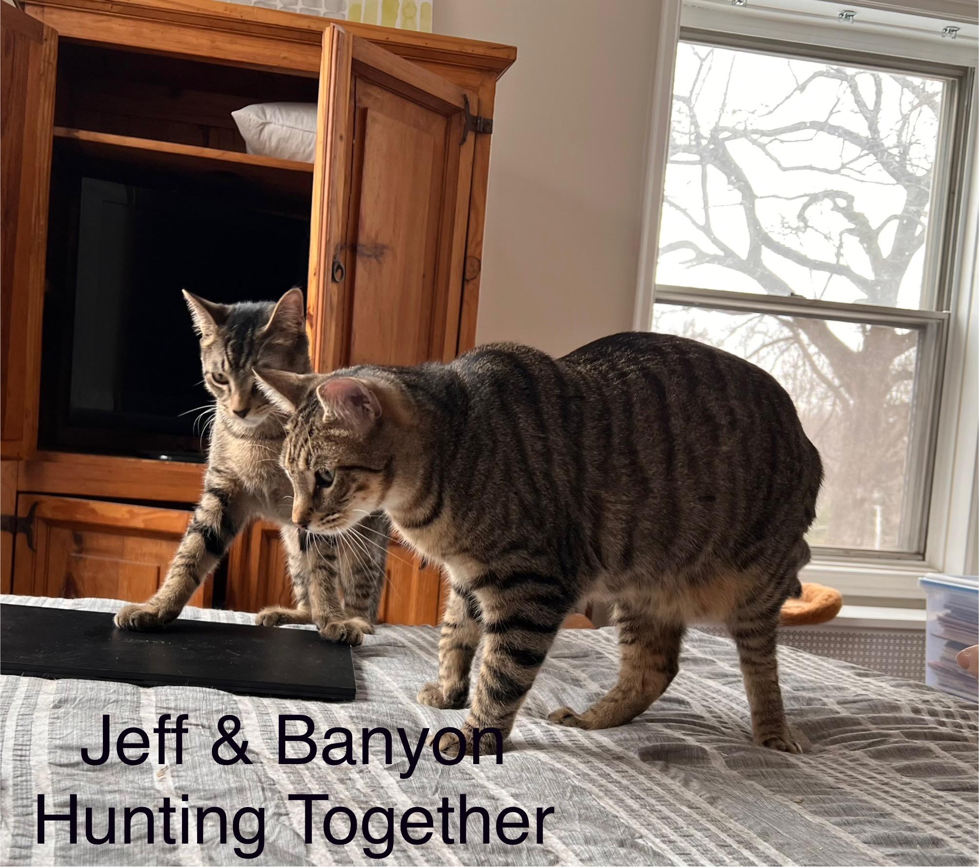 Banyon & Jeff (Boy Kittens), a Adoptable American Shorthair in New York, NY image 4/6