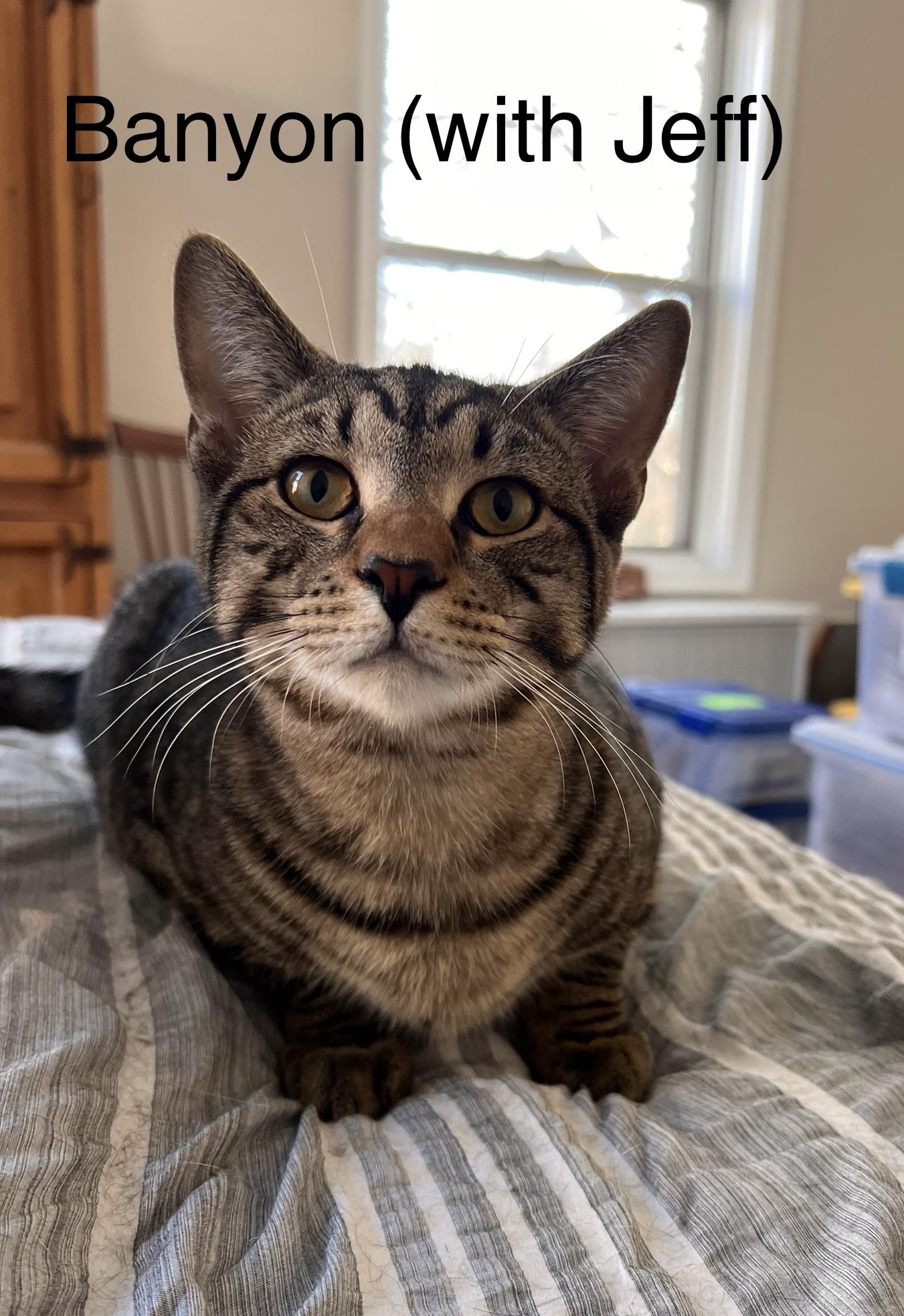 Banyon & Jeff (Boy Kittens), a Adoptable American Shorthair in New York, NY image 5/6