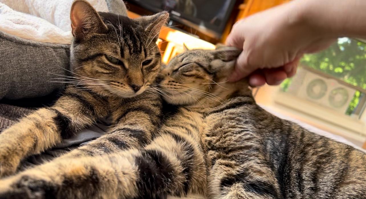 Banyon & Jeff (Boy Kittens), a Adoptable American Shorthair in New York, NY image 6/6