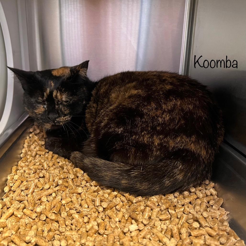 Koomba, Adoptable, Adult Female Domestic Short Hair & Domestic Short Hair.