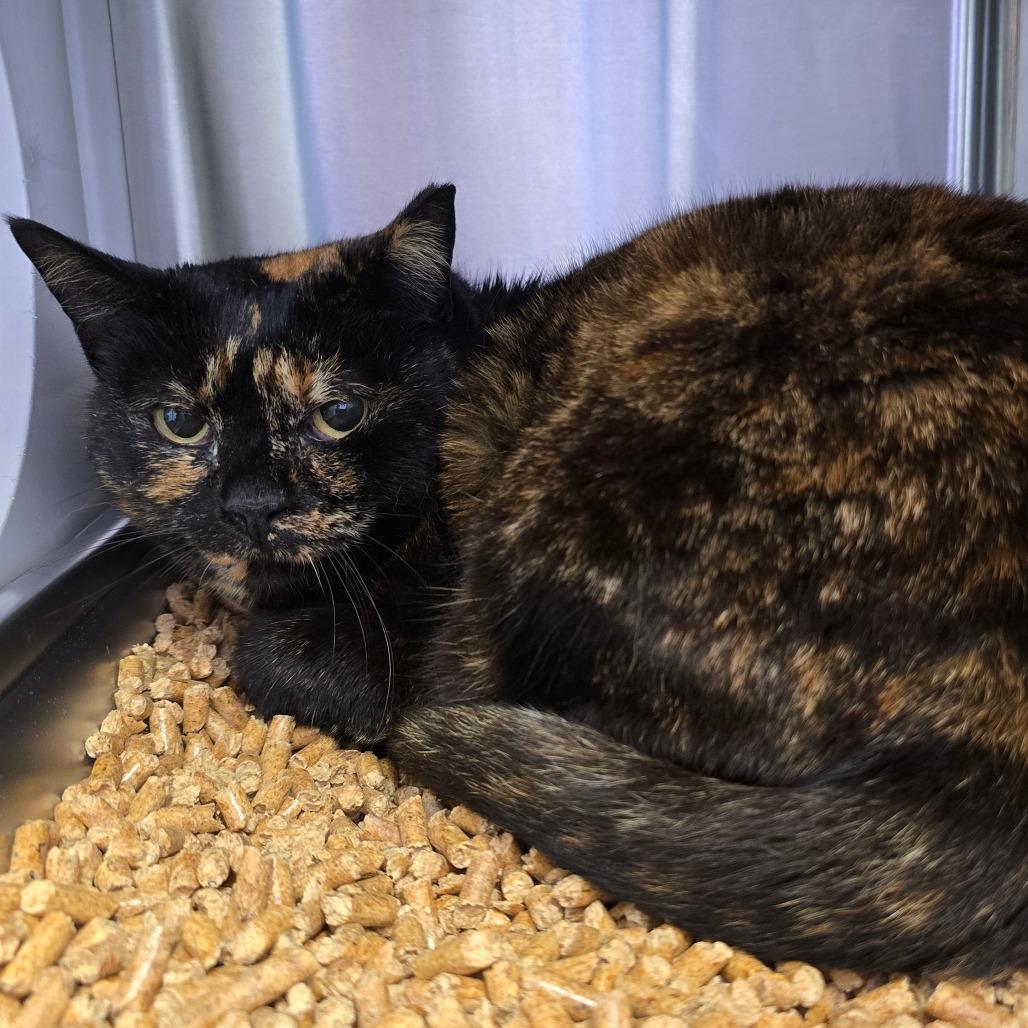 Enlarge Koomba, a Adoptable mixed breed in Madisonville, TN image 2/3