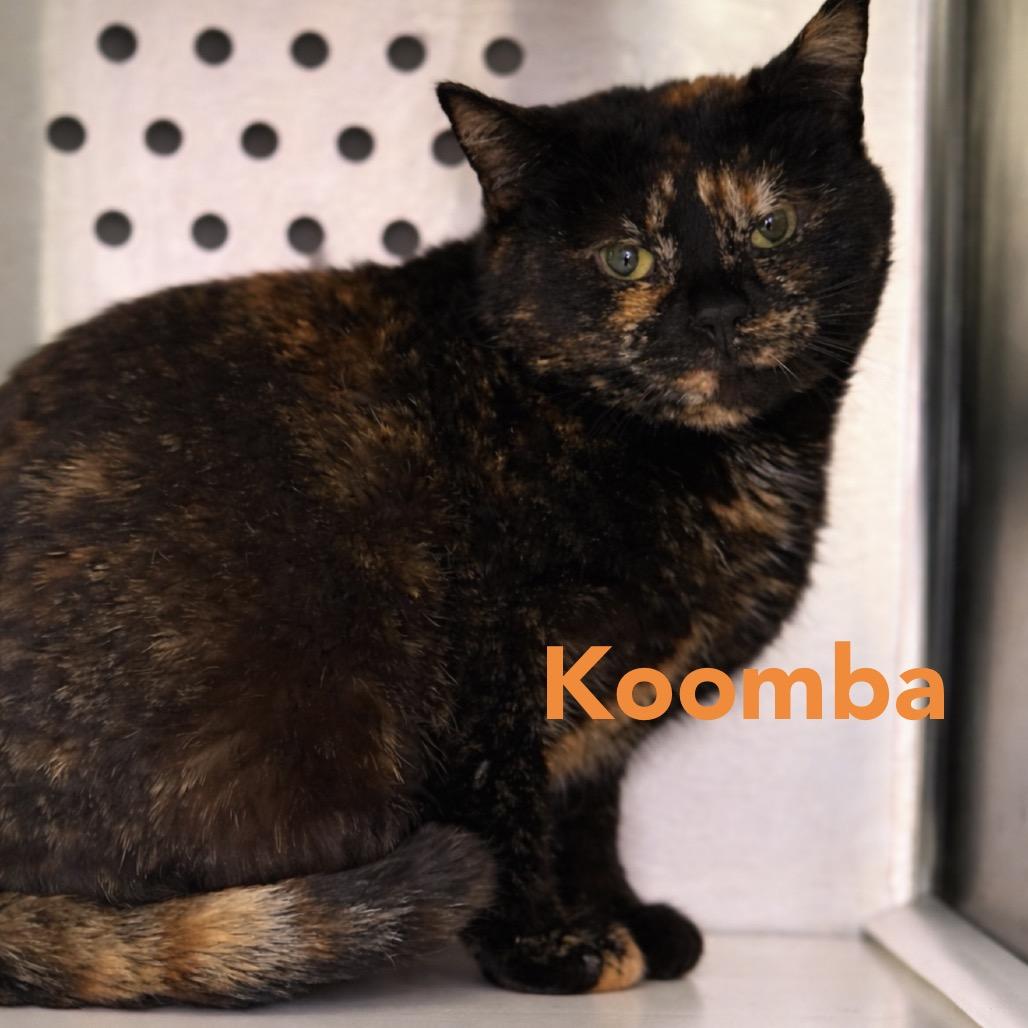Enlarge Koomba, a Adoptable mixed breed in Madisonville, TN image 3/3