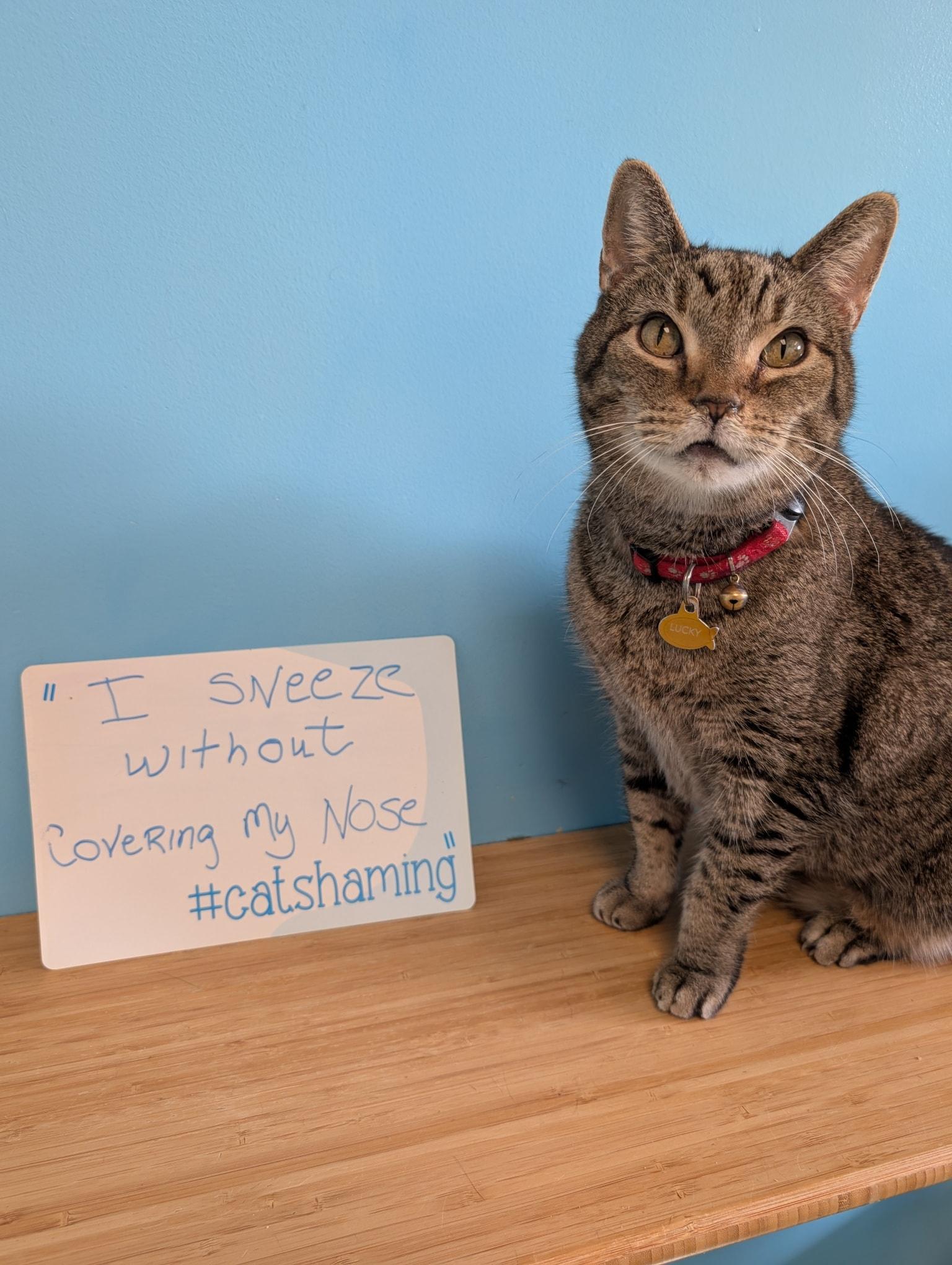 Lucky, ADOPTABLE, Senior Male Domestic Short Hair.