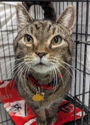 Enlarge Lucky, a ADOPTABLE Domestic Short Hair in Cincinnati, OH image 2/3