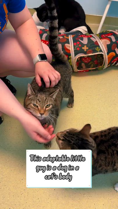 Enlarge Lucky, a ADOPTABLE Domestic Short Hair in Cincinnati, OH video 3/3