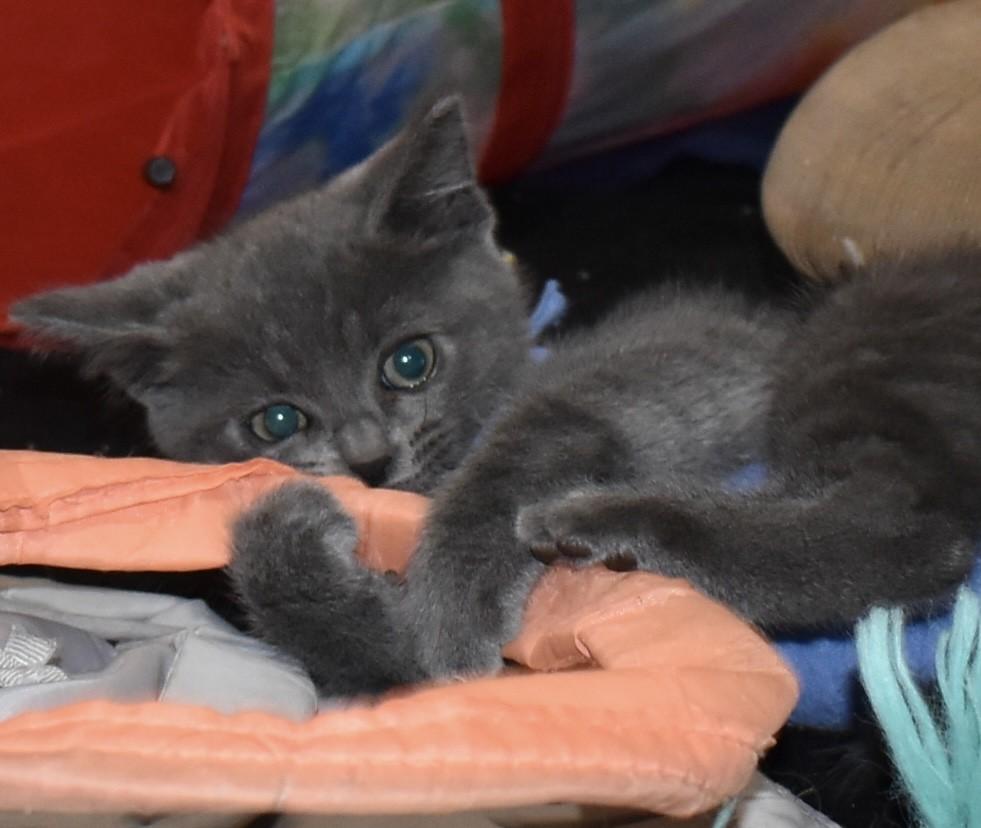Enlarge Pearlie (with Slate), an adopted Domestic Short Hair in Silverton, OR image 5/6