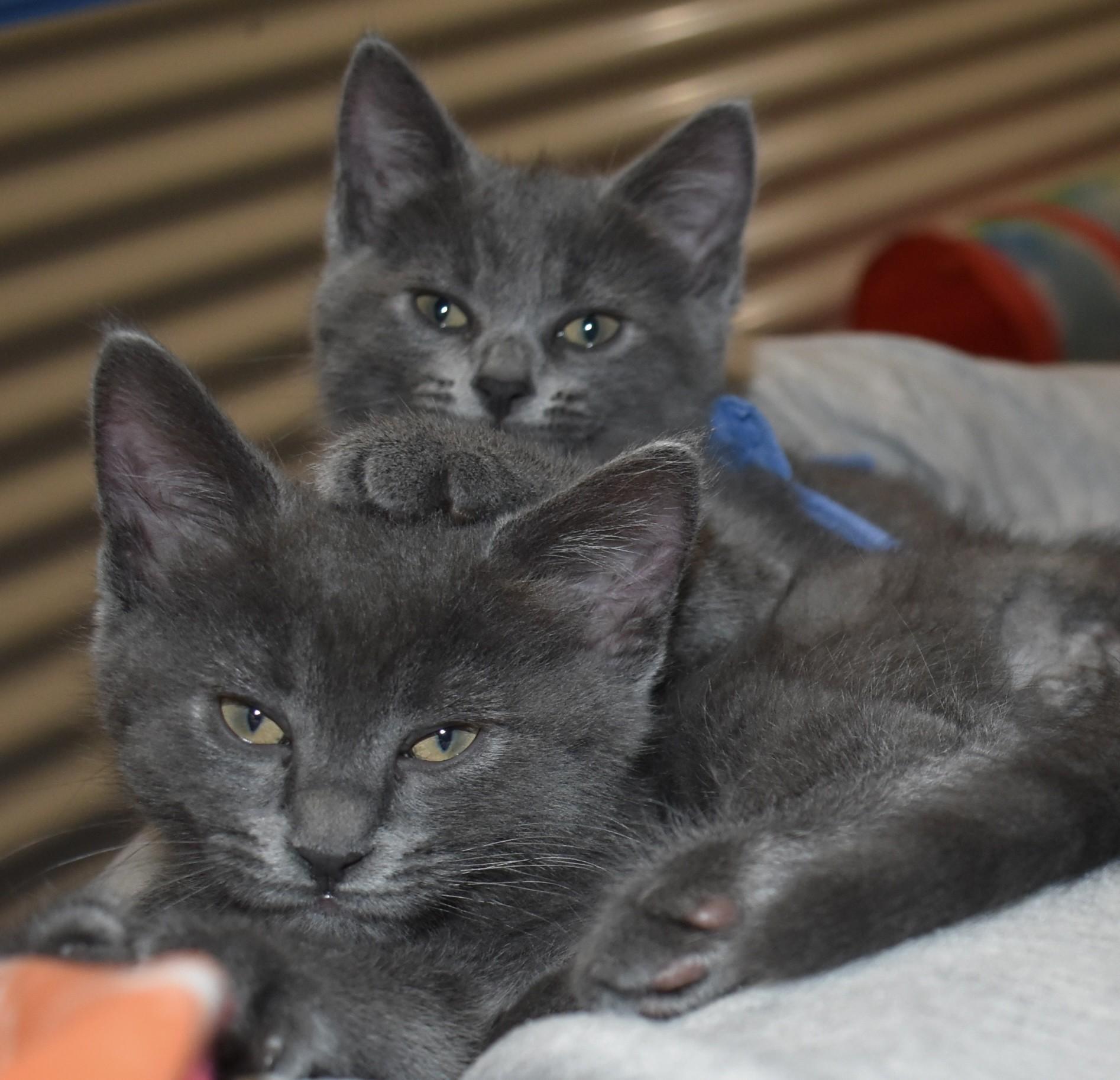 Enlarge Pearlie (with Slate), an adopted Domestic Short Hair in Silverton, OR image 4/6