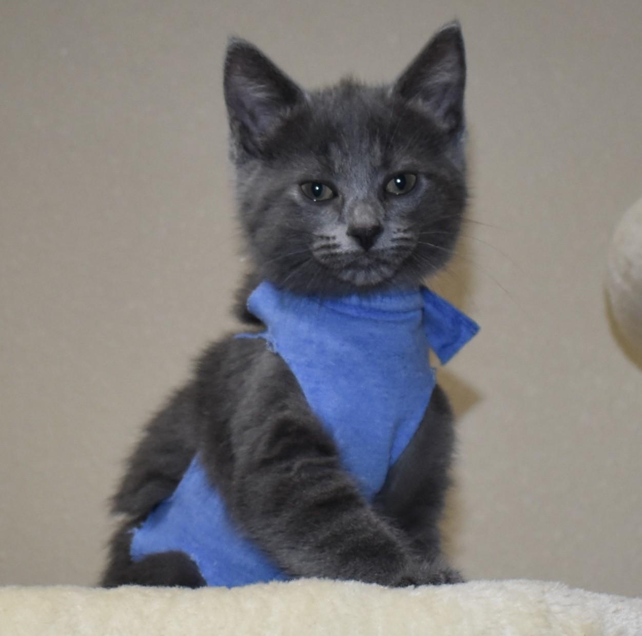 Enlarge Pearlie (with Slate), an adopted Domestic Short Hair in Silverton, OR image 1/6