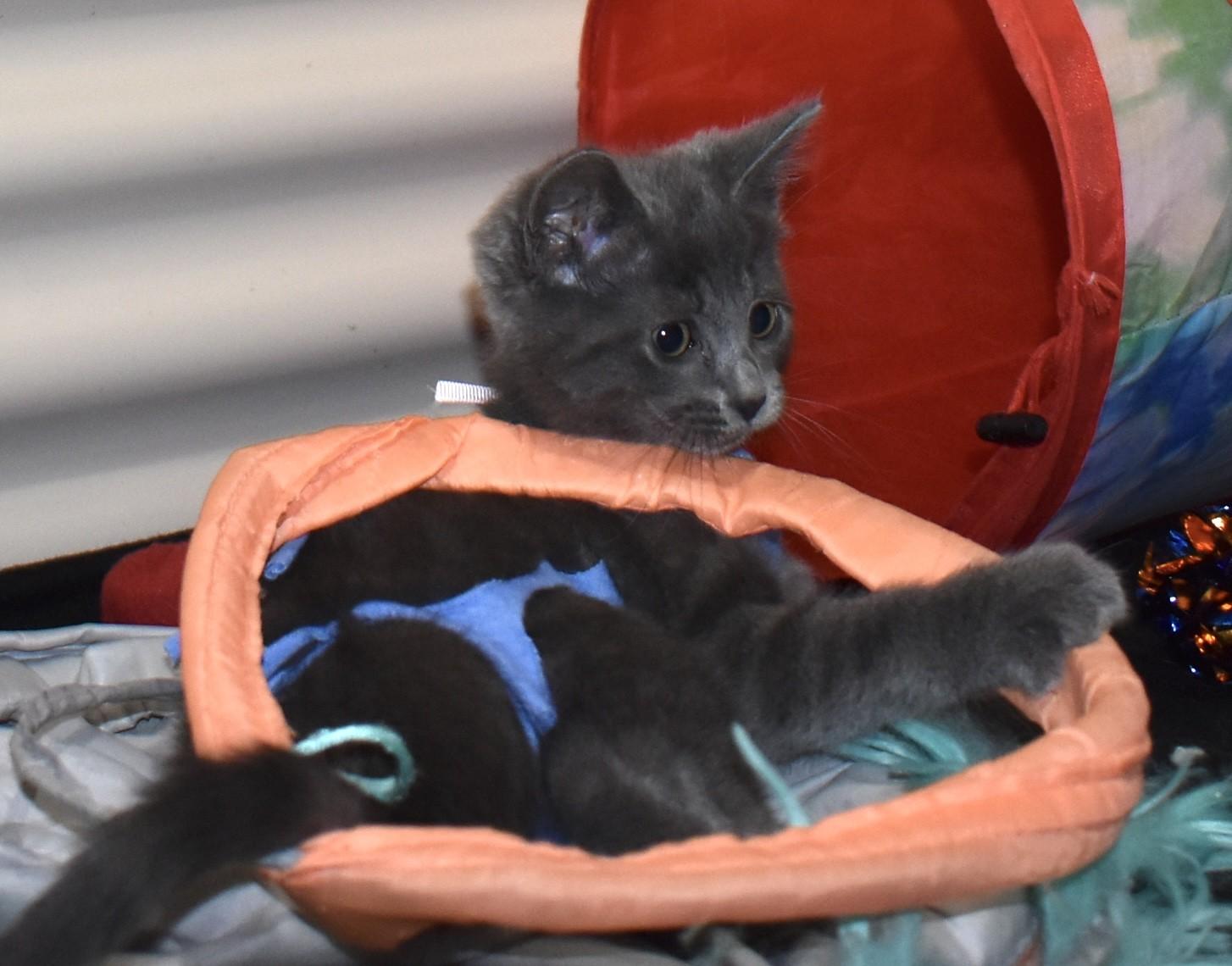 Enlarge Pearlie (with Slate), an adopted Domestic Short Hair in Silverton, OR image 6/6