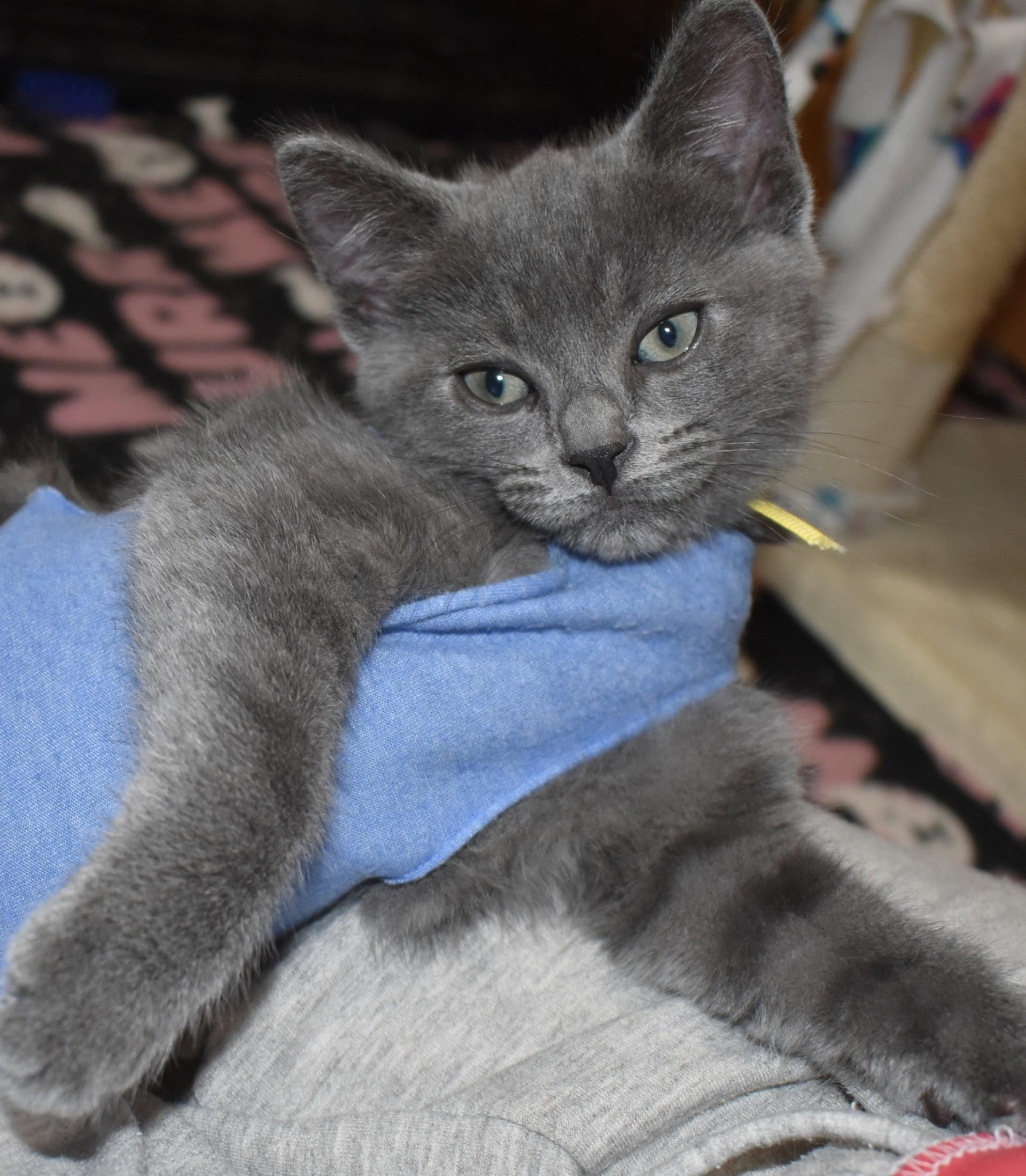 Enlarge Pearlie (with Slate), an adopted Domestic Short Hair in Silverton, OR image 2/6