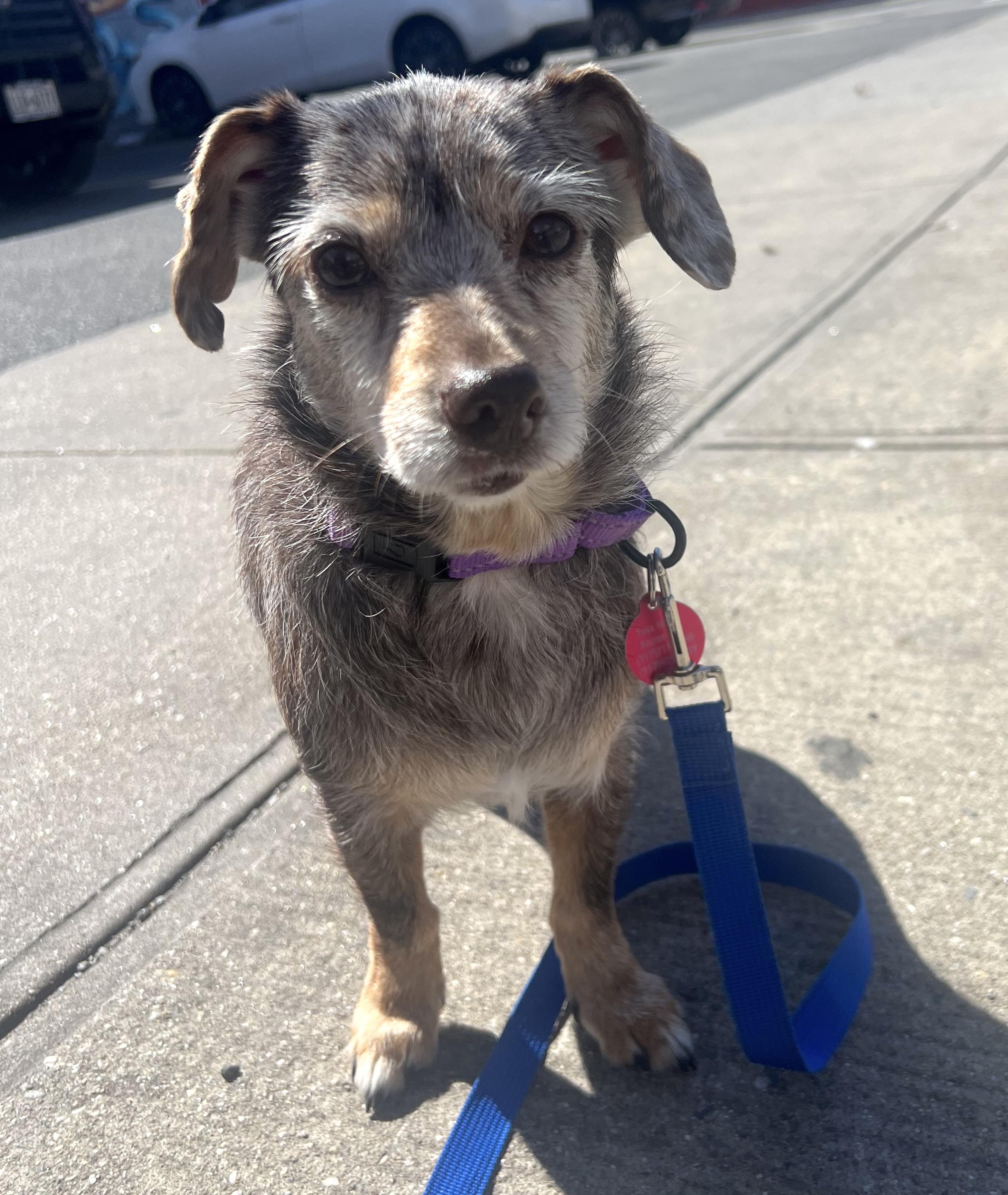 Enlarge Theodora, a ADOPTABLE mixed breed in Brooklyn, NY image 4/6