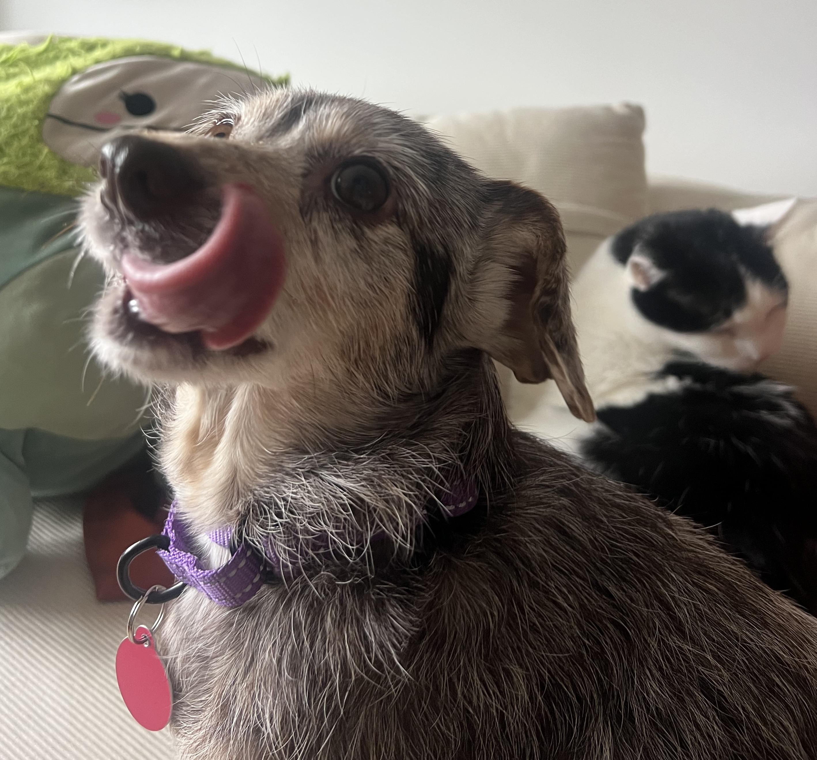 Enlarge Theodora, a ADOPTABLE mixed breed in Brooklyn, NY image 6/6