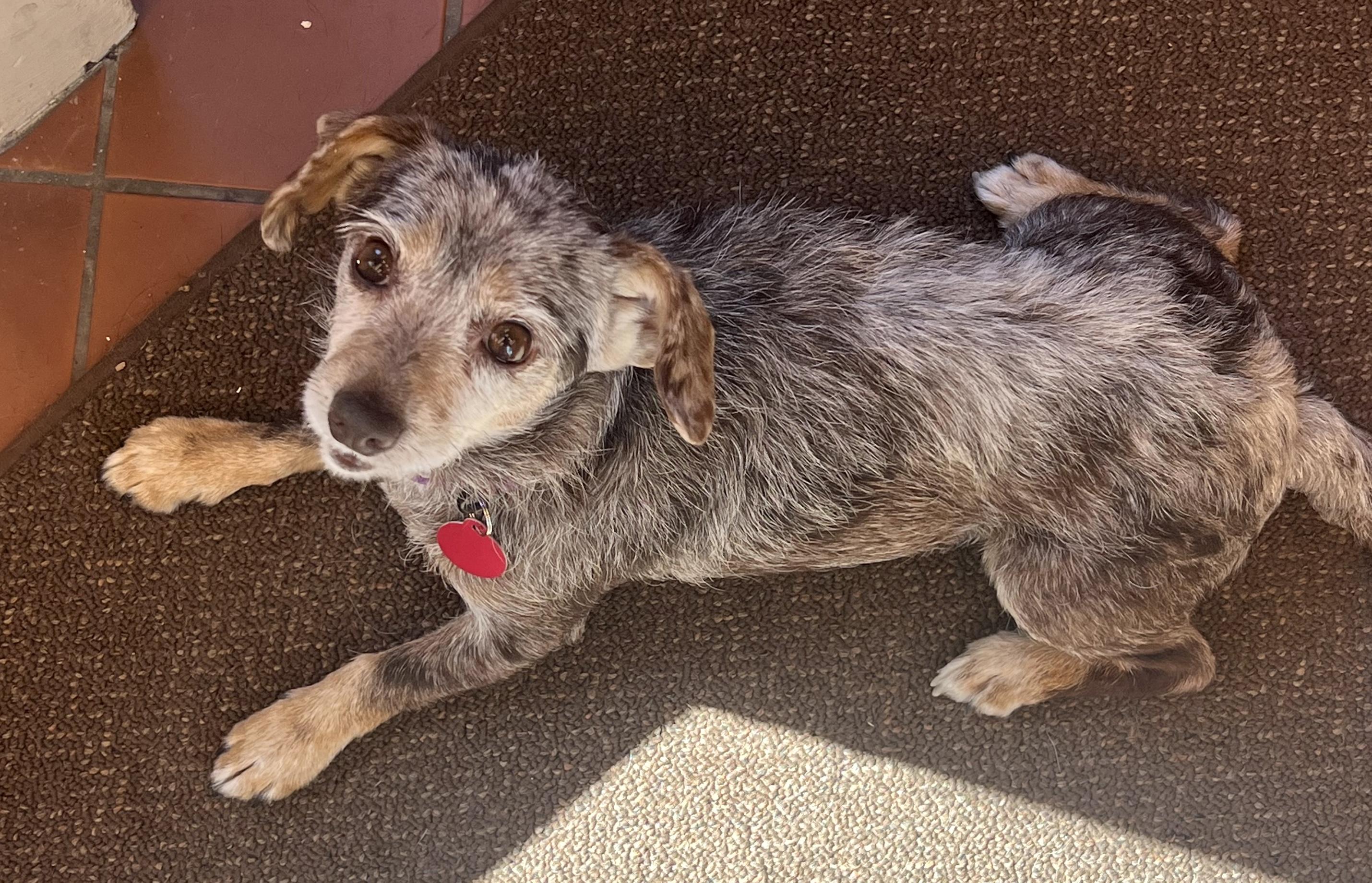 Enlarge Theodora, a ADOPTABLE mixed breed in Brooklyn, NY image 3/6