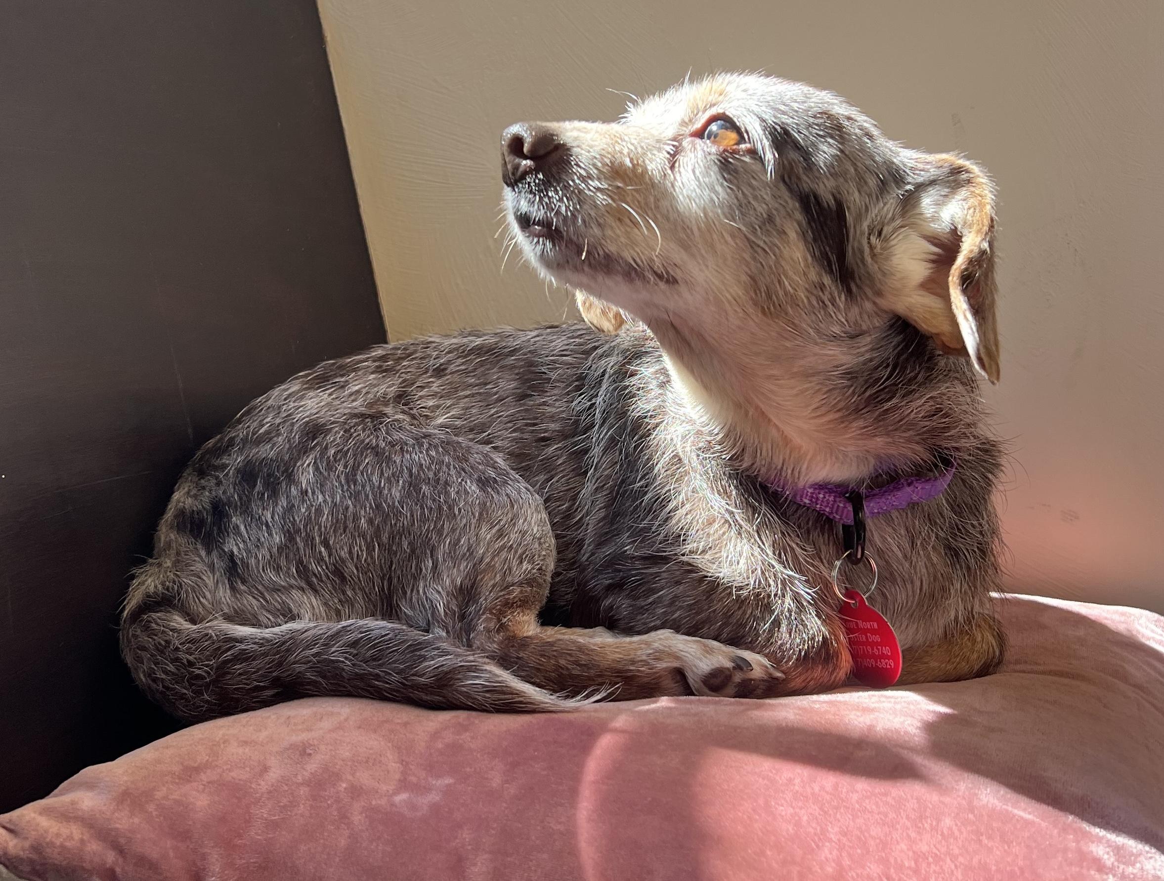 Enlarge Theodora, a ADOPTABLE mixed breed in Brooklyn, NY image 2/6