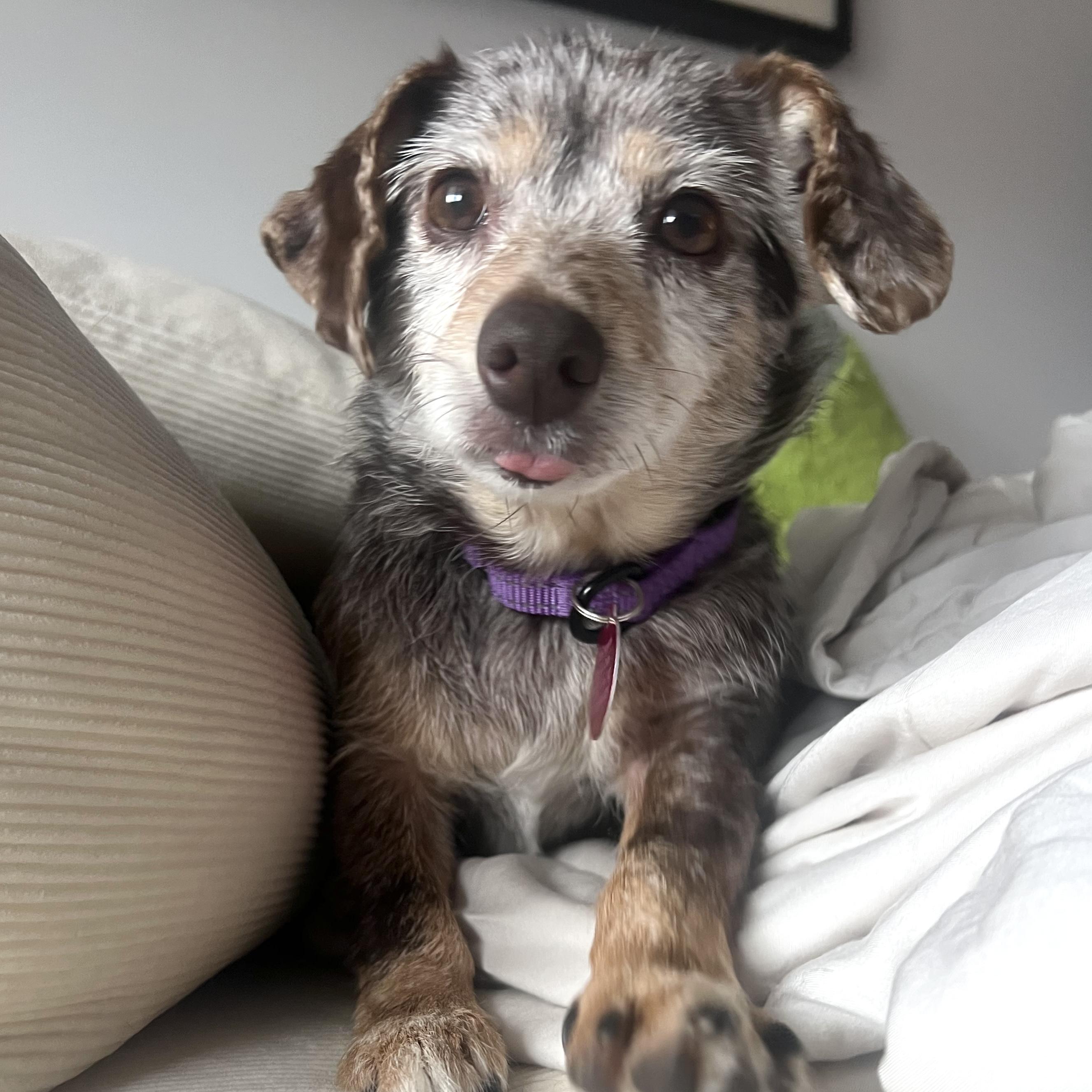 Enlarge Theodora, a ADOPTABLE mixed breed in Brooklyn, NY image 1/6