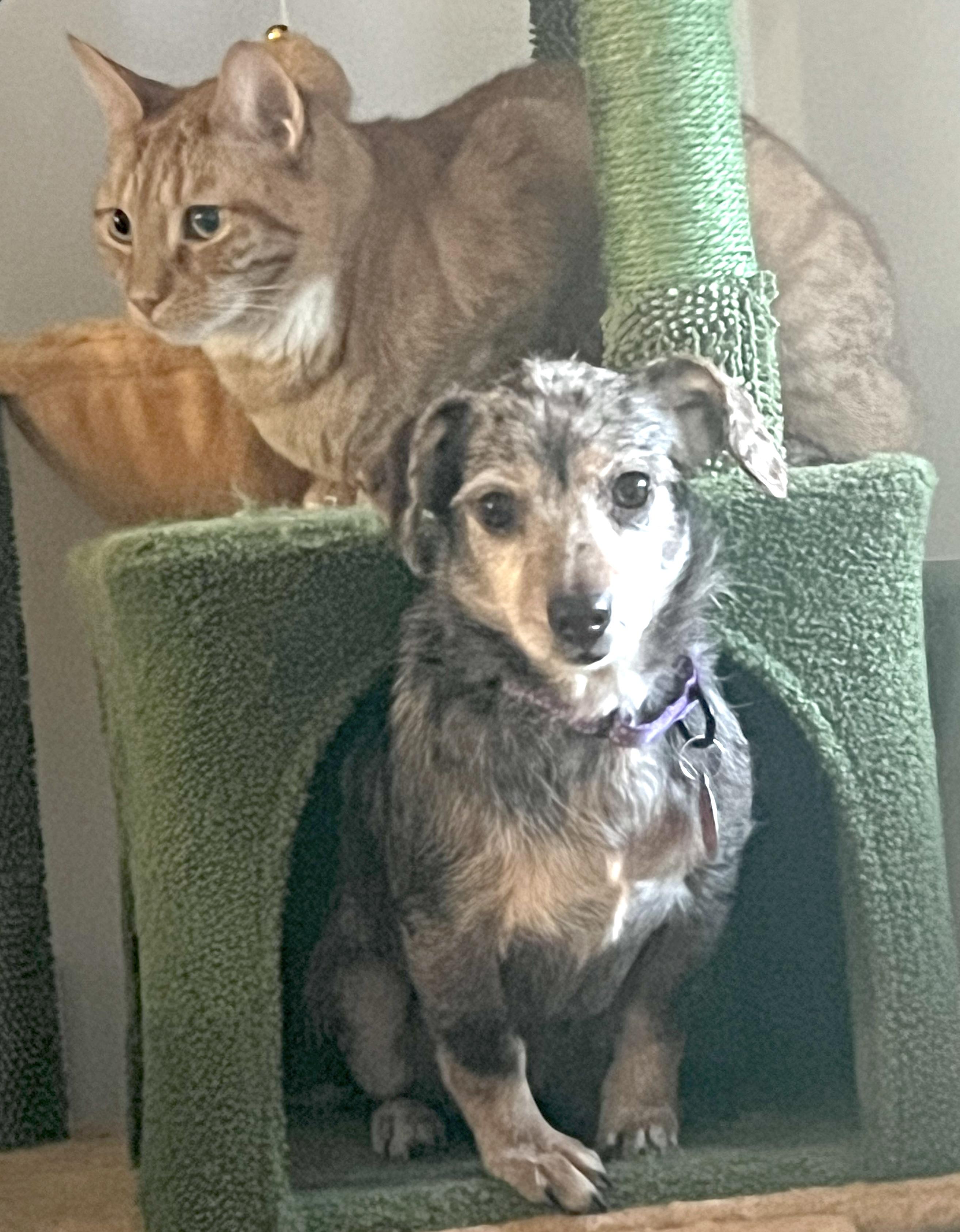 Enlarge Theodora, a ADOPTABLE mixed breed in Brooklyn, NY image 5/6