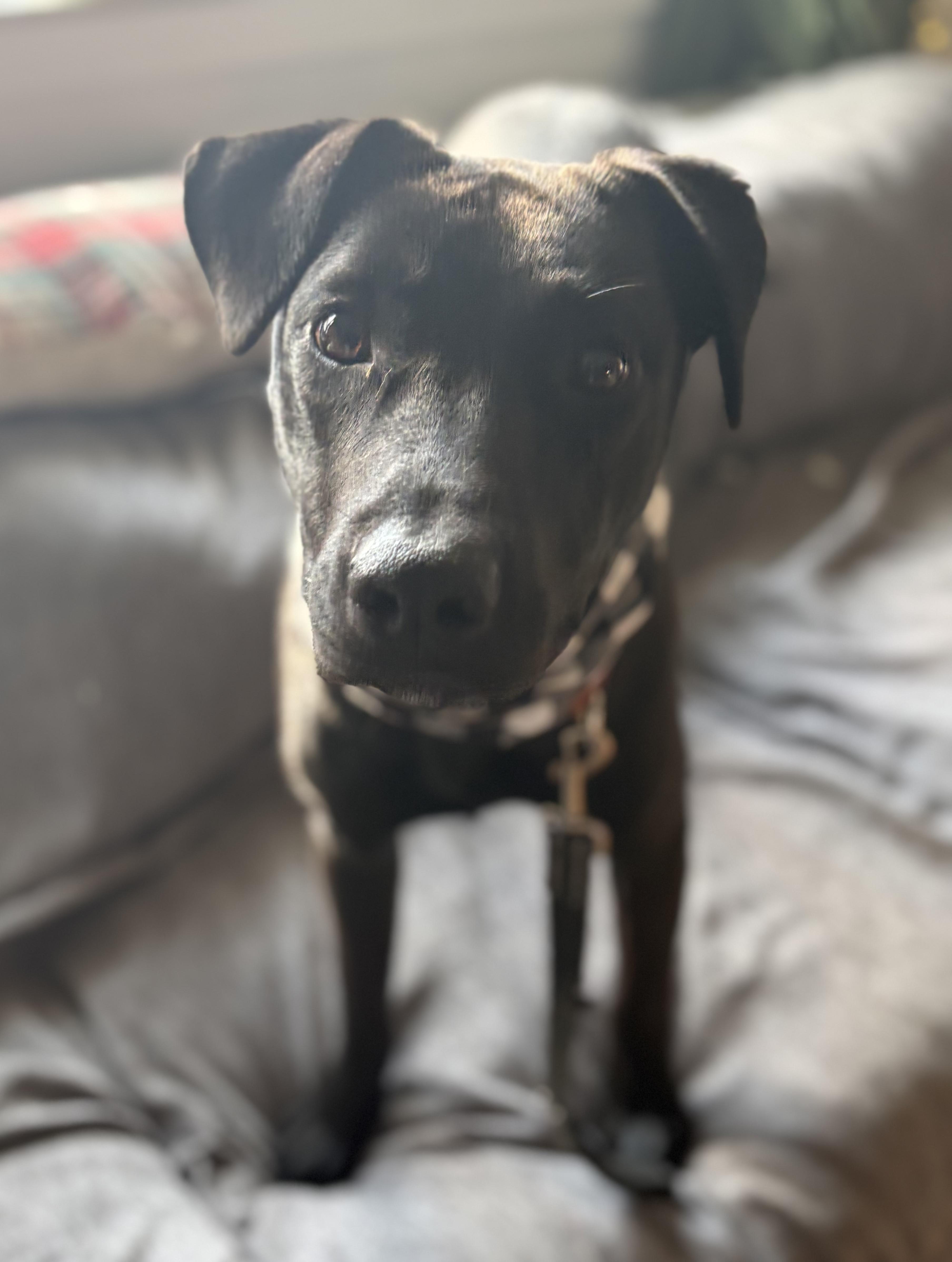 Olive Bea, ADOPTABLE, Young Female Mixed Breed.