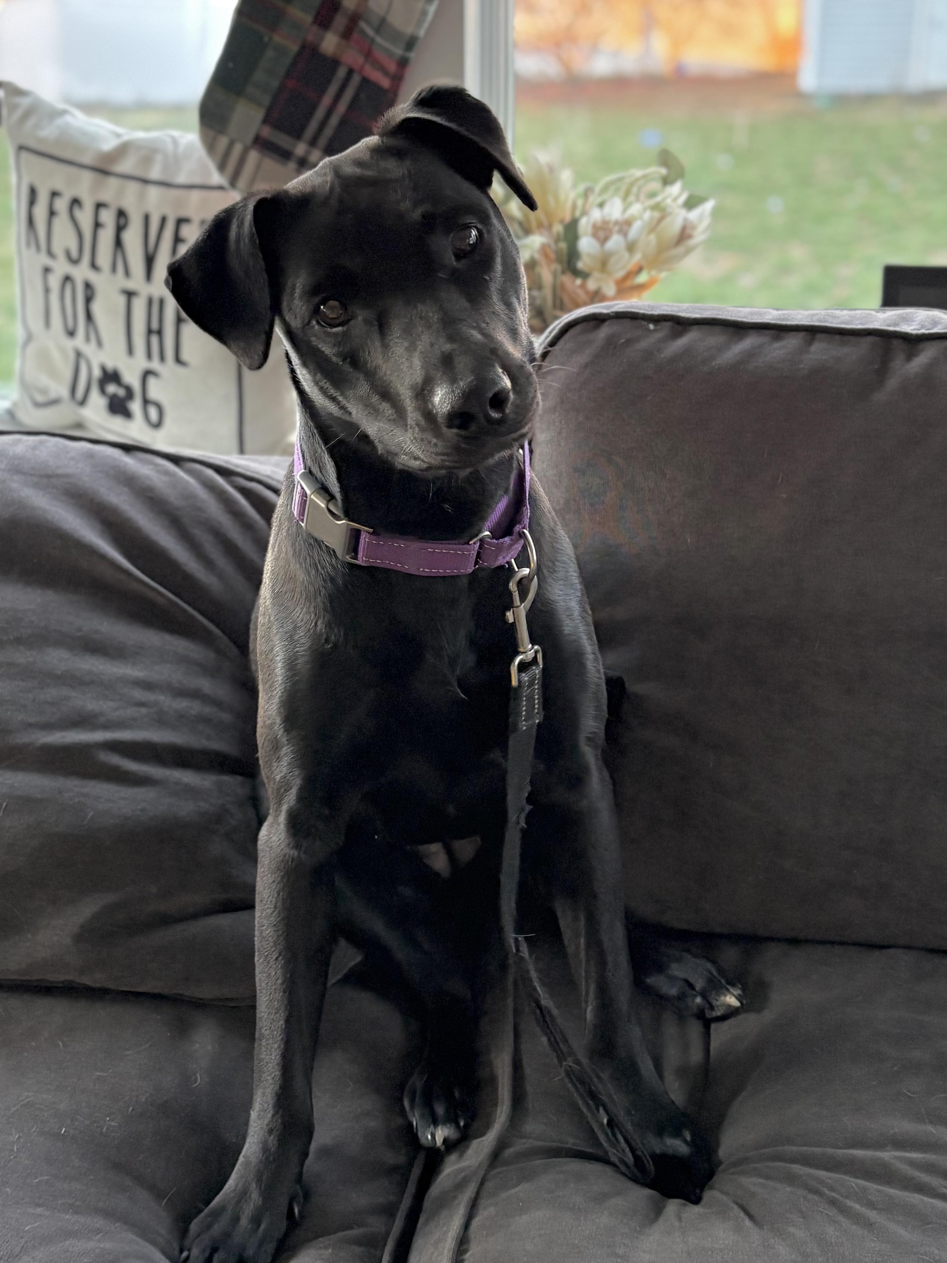 Olive Bea, a ADOPTABLE mixed breed in Chelmsford, MA image 2/5