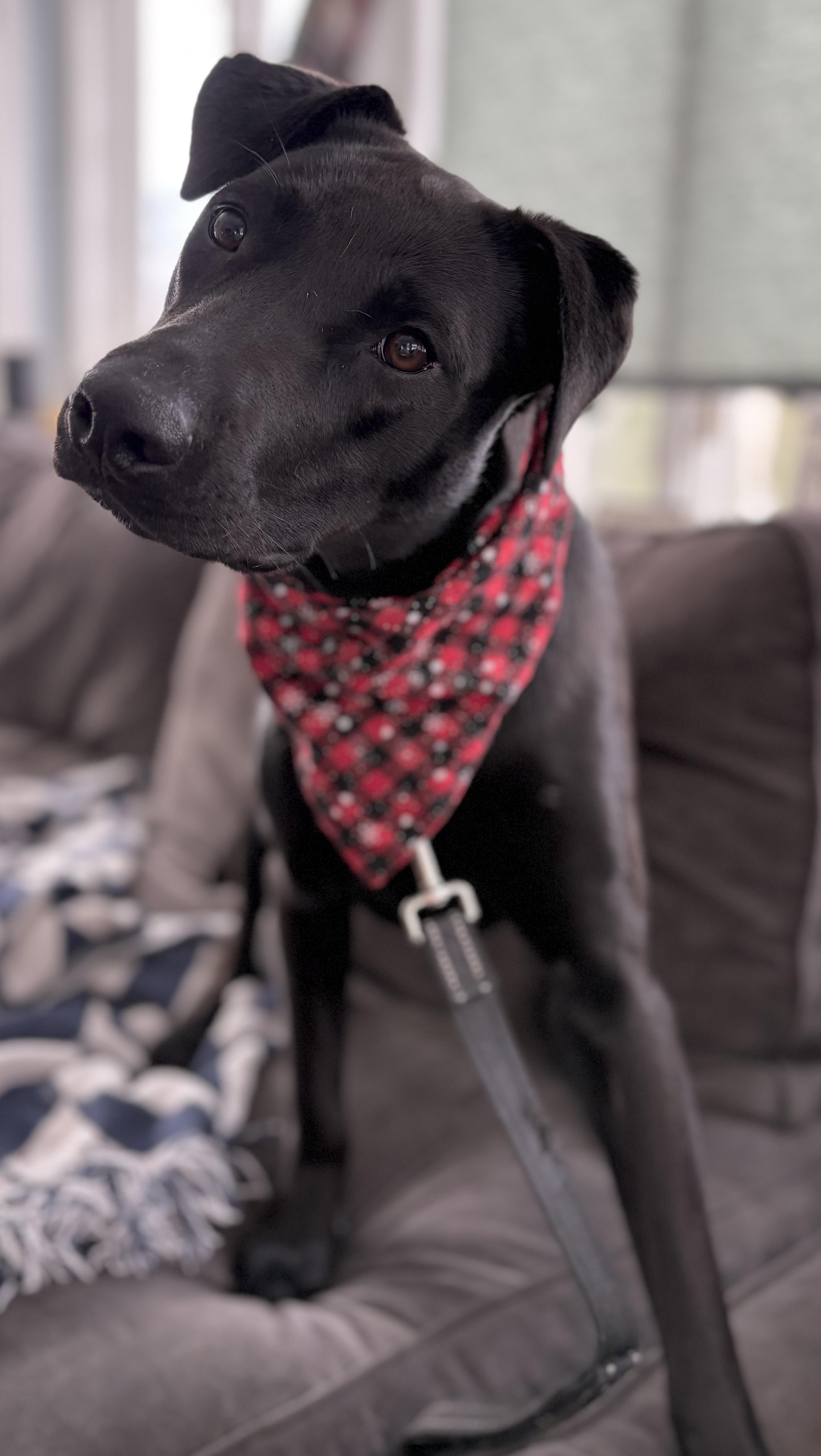 Enlarge Olive Bea, an adopted mixed breed in Chelmsford, MA image 4/5