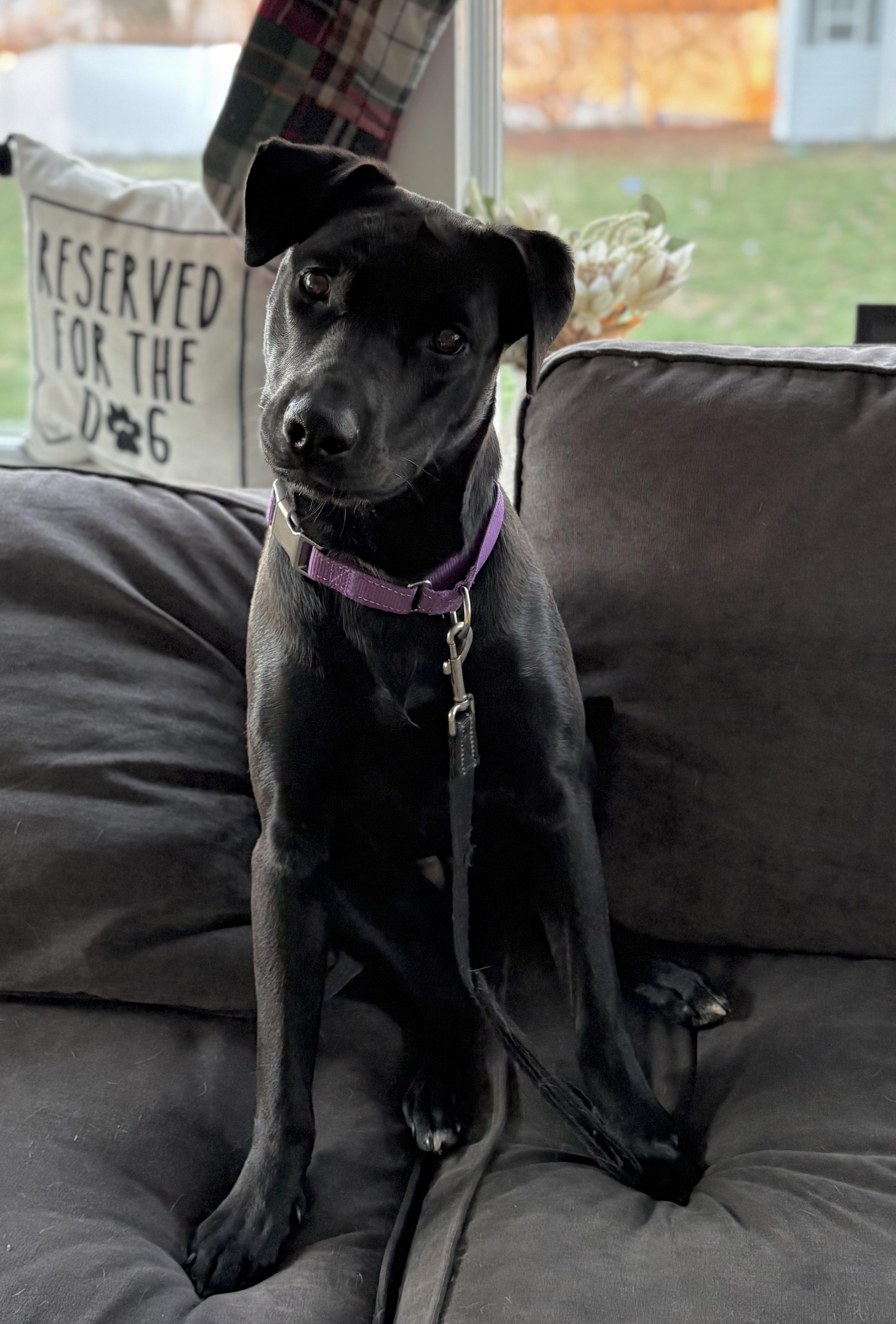 Olive Bea, a ADOPTABLE mixed breed in Chelmsford, MA image 3/5