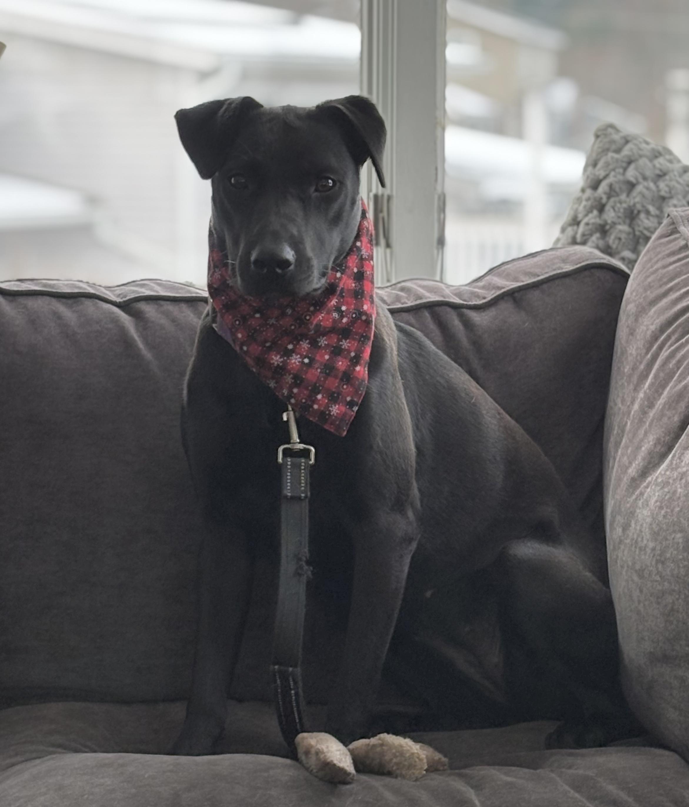 Enlarge Olive Bea, an adopted mixed breed in Chelmsford, MA image 5/5