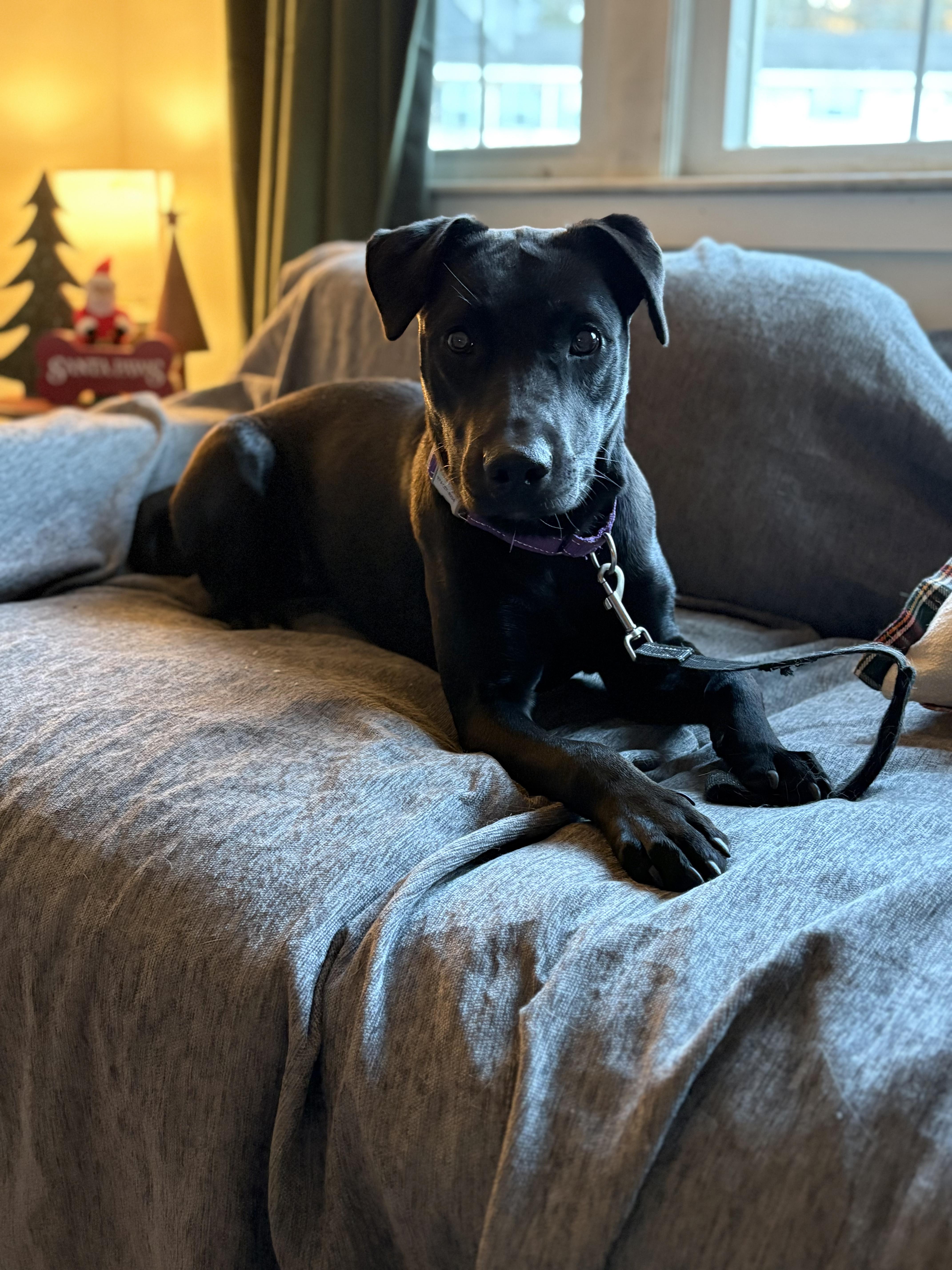 Olive Bea, a ADOPTABLE mixed breed in Chelmsford, MA image 4/5