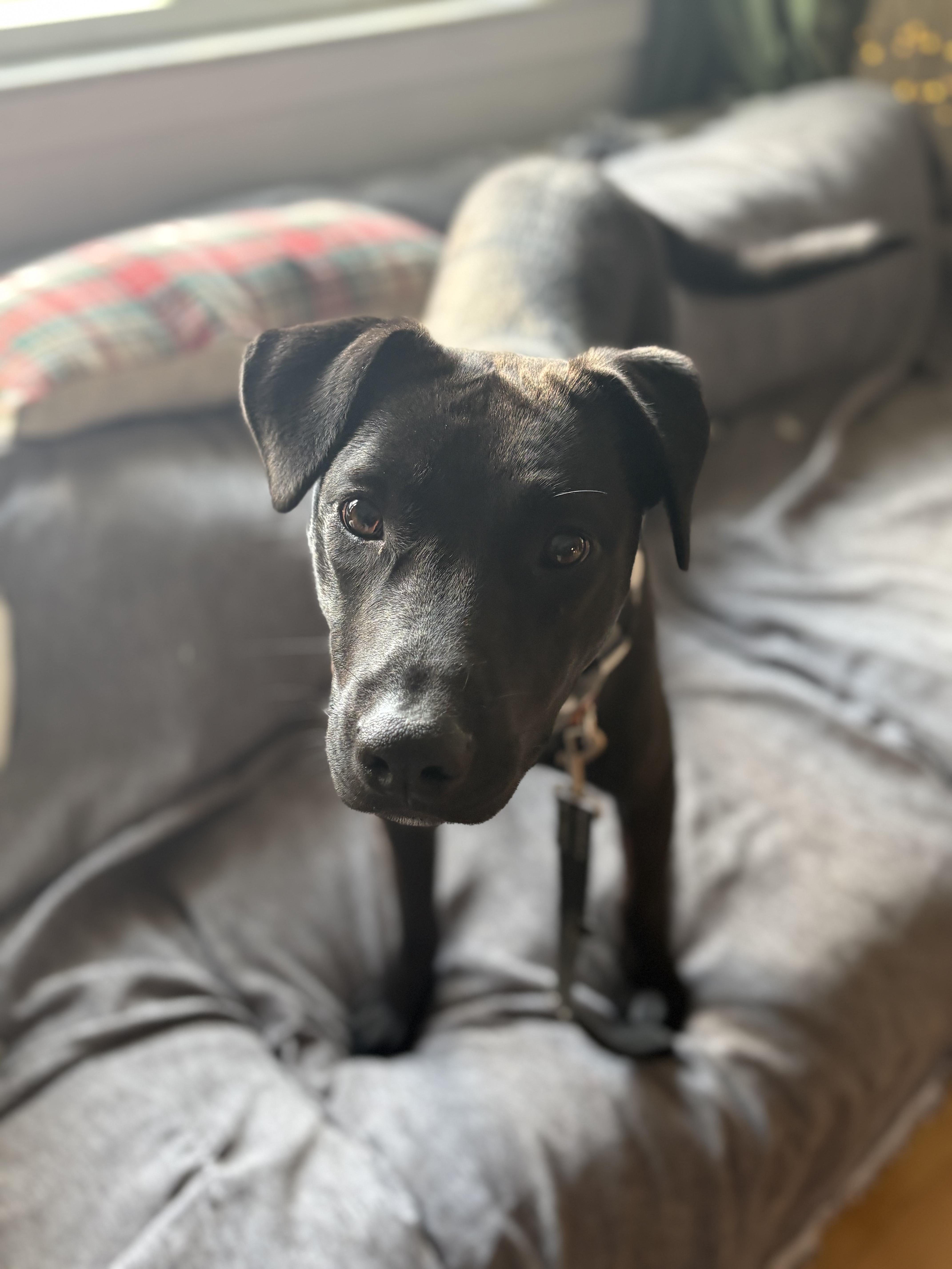 Olive Bea, a ADOPTABLE mixed breed in Chelmsford, MA image 5/5