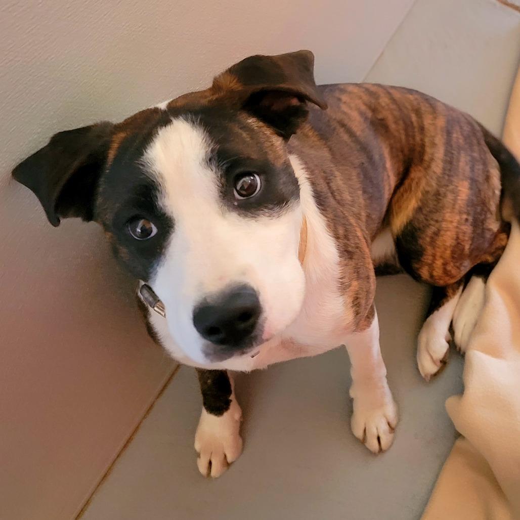 Rose, ADOPTABLE, Young Female Boxer & Bearded Collie.