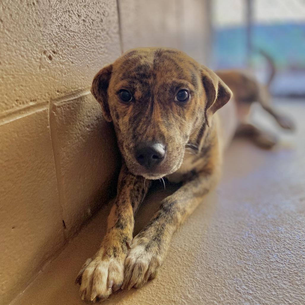 Louise, Adoptable, Adult Female Mixed Breed & Mixed Breed.
