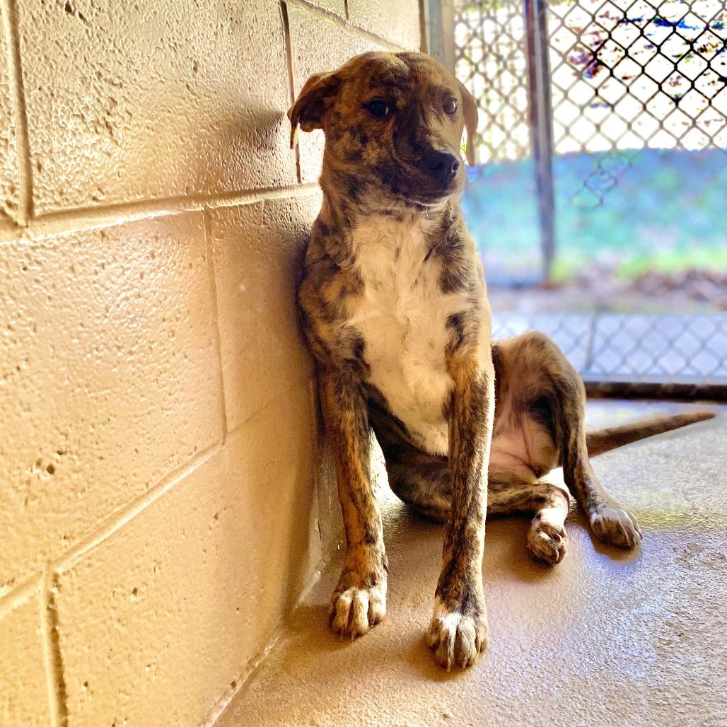 Enlarge Louise, a Adoptable mixed breed in Caryville, TN image 3/6