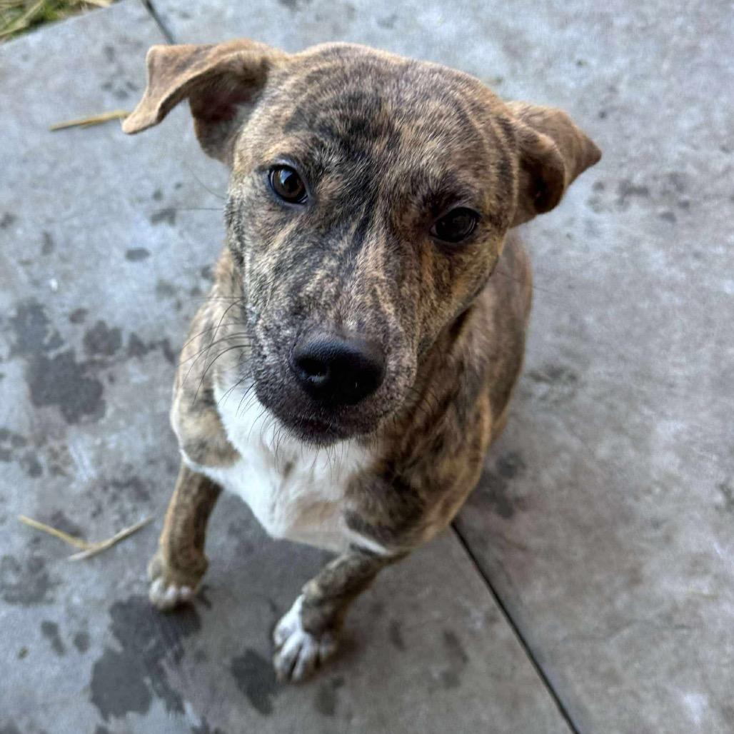 Enlarge Louise, a Adoptable mixed breed in Caryville, TN image 5/6