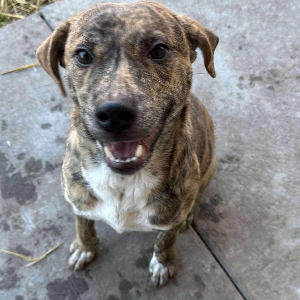 Enlarge Louise, a Adoptable mixed breed in Caryville, TN image 6/6