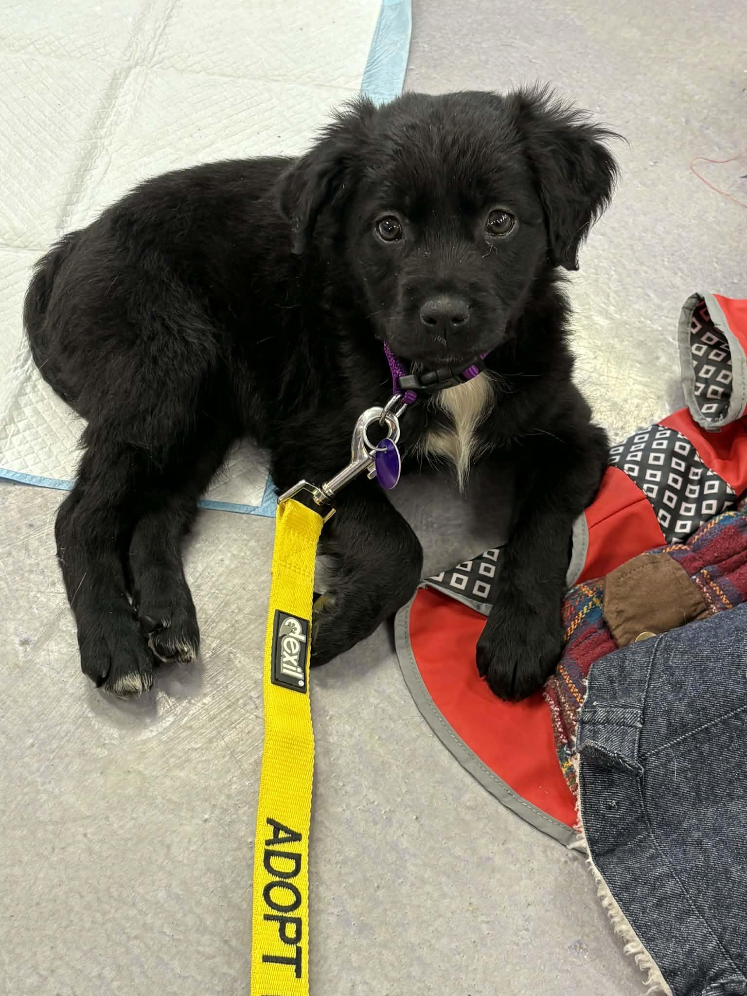 Raven (pre-adoption)