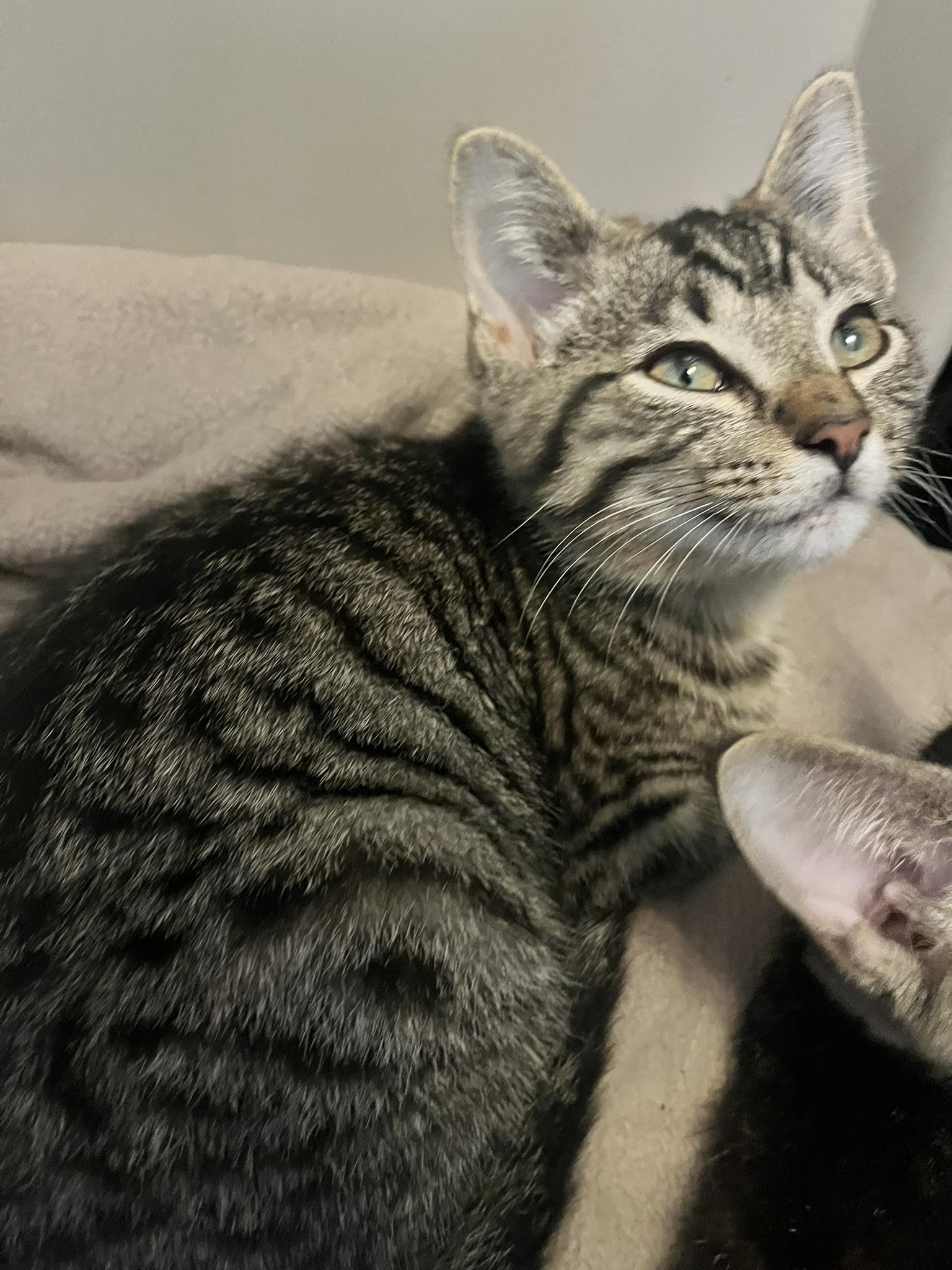 Enlarge Percy, a Adoptable Domestic Short Hair in Delta, OH image 4/6