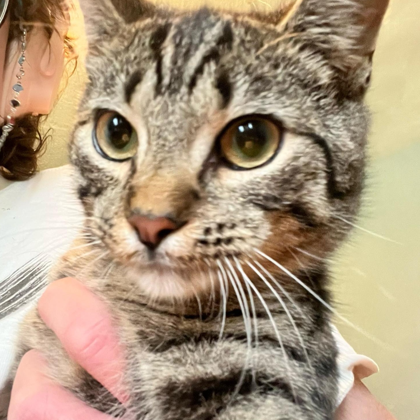 Enlarge Percy, a Adoptable Domestic Short Hair in Delta, OH image 6/6
