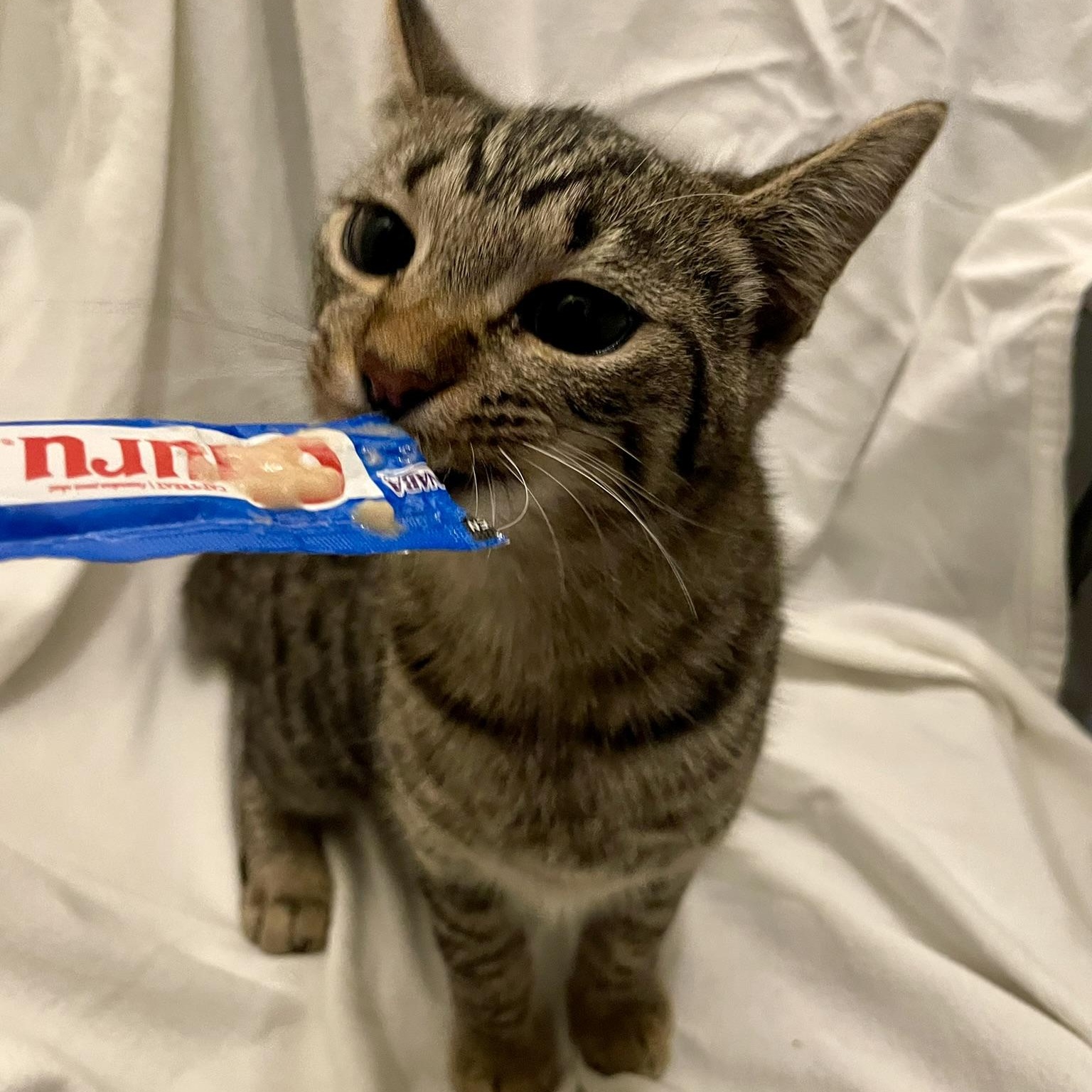 Enlarge Percy, a Adoptable Domestic Short Hair in Delta, OH image 1/6