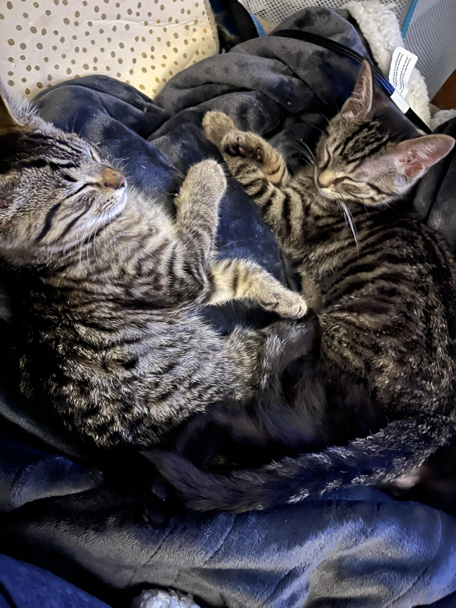 Enlarge Percy, a Adoptable Domestic Short Hair in Delta, OH image 6/6