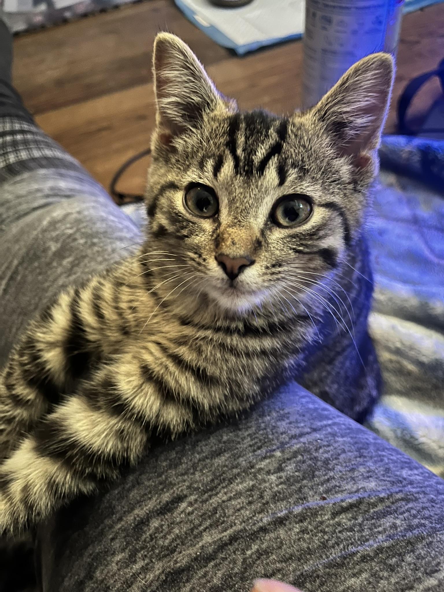 Enlarge Percy, a Adoptable Domestic Short Hair in Delta, OH image 2/6