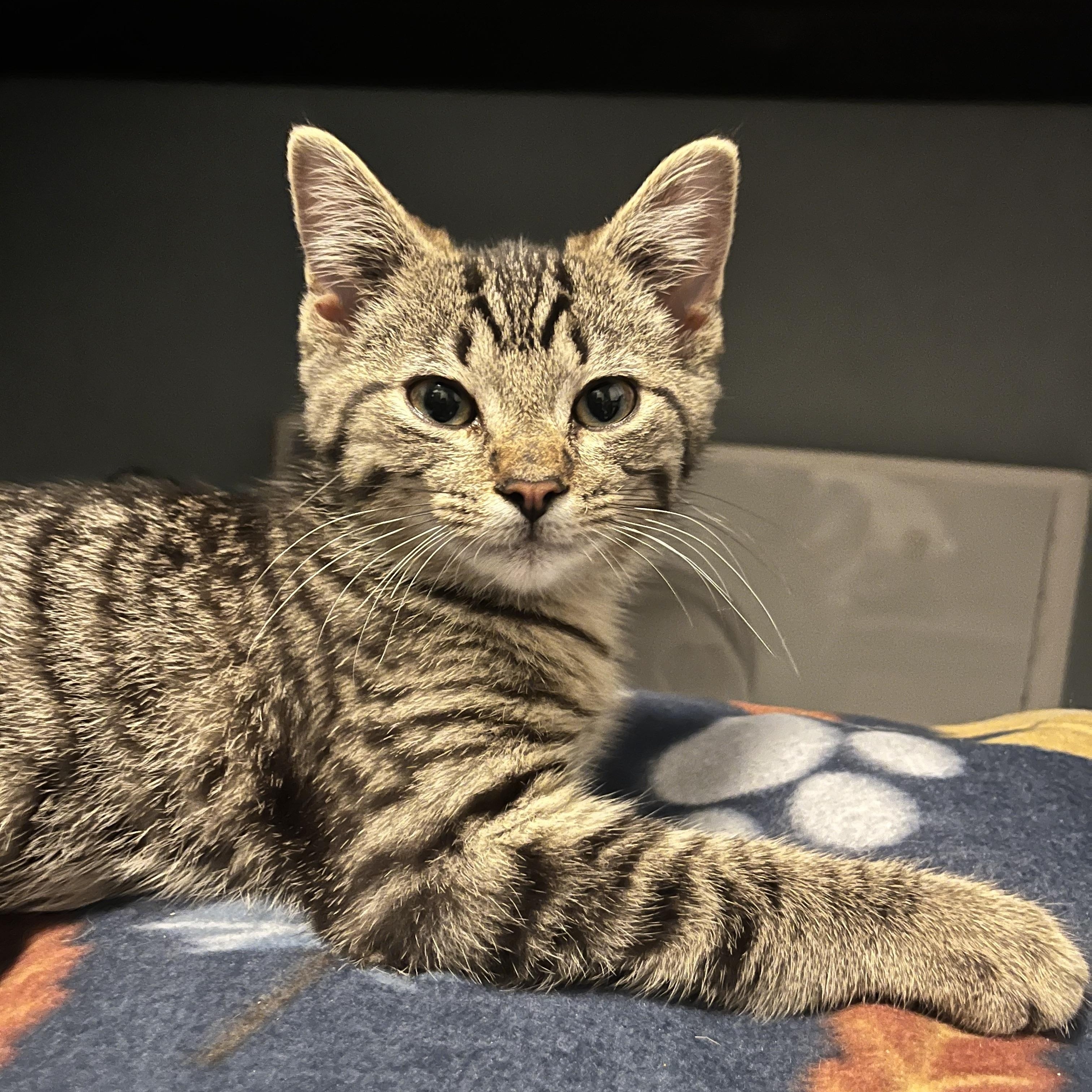 Percy, Adoptable, Kitten Male Domestic Short Hair.