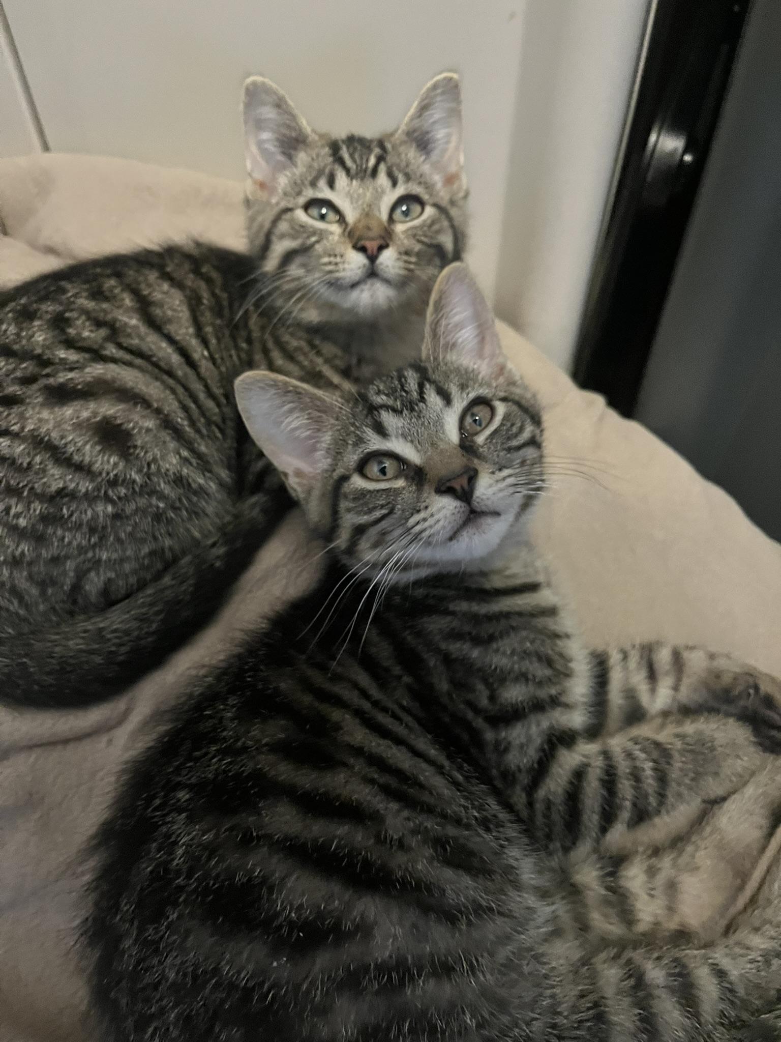 Enlarge Percy, a Adoptable Domestic Short Hair in Delta, OH image 5/6