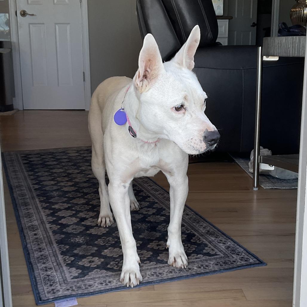 Enlarge 326 (2026) Mama Elsa, a Adoptable mixed breed in Parker, CO image 1/6