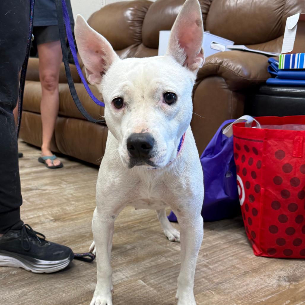 Enlarge 326 (2026) Mama Elsa, a Adoptable mixed breed in Parker, CO image 2/6