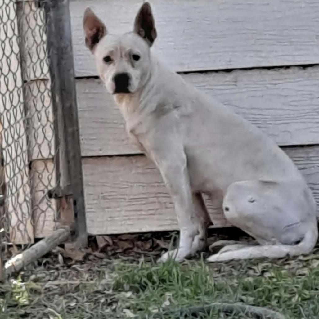 Enlarge 326 (2026) Mama Elsa, a Adoptable mixed breed in Parker, CO image 5/6
