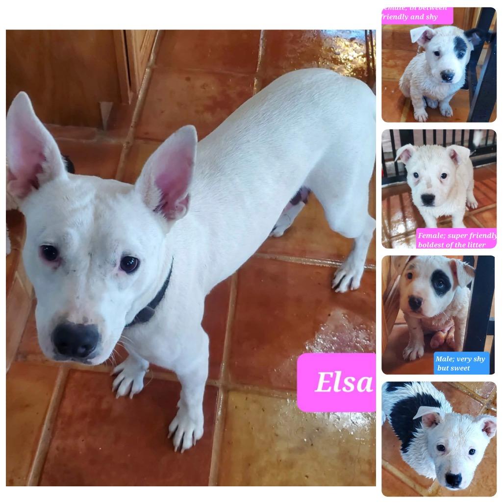 Enlarge 326 (2026) Mama Elsa, a Adoptable mixed breed in Parker, CO image 6/6